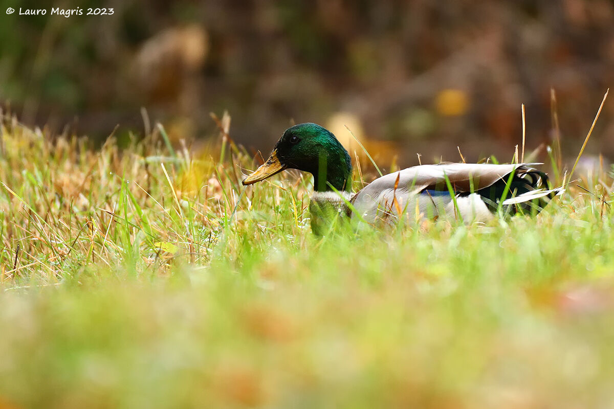 Floating on the grass