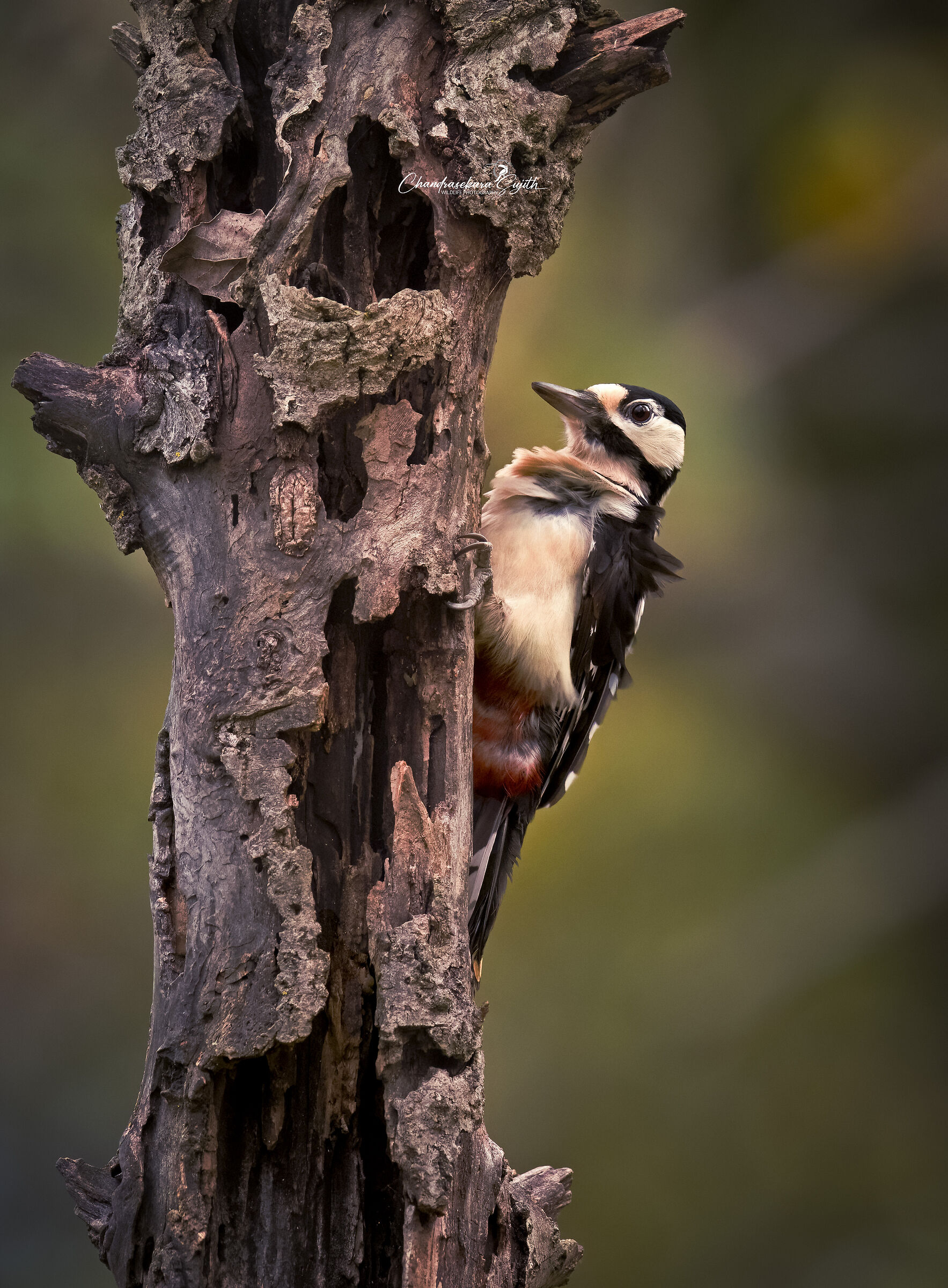 Spotted woodpecker