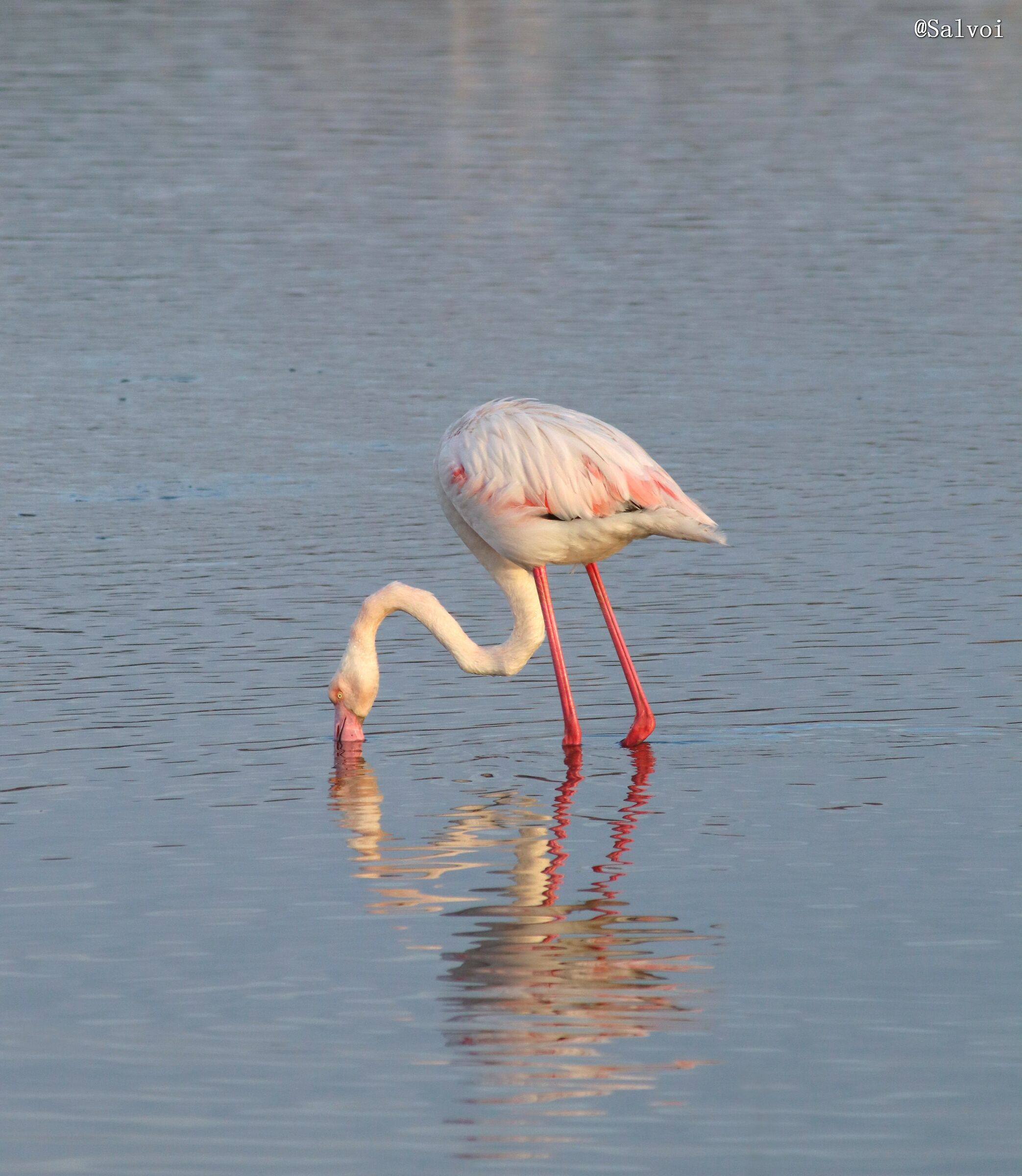 Fenicottero Saline Augusta