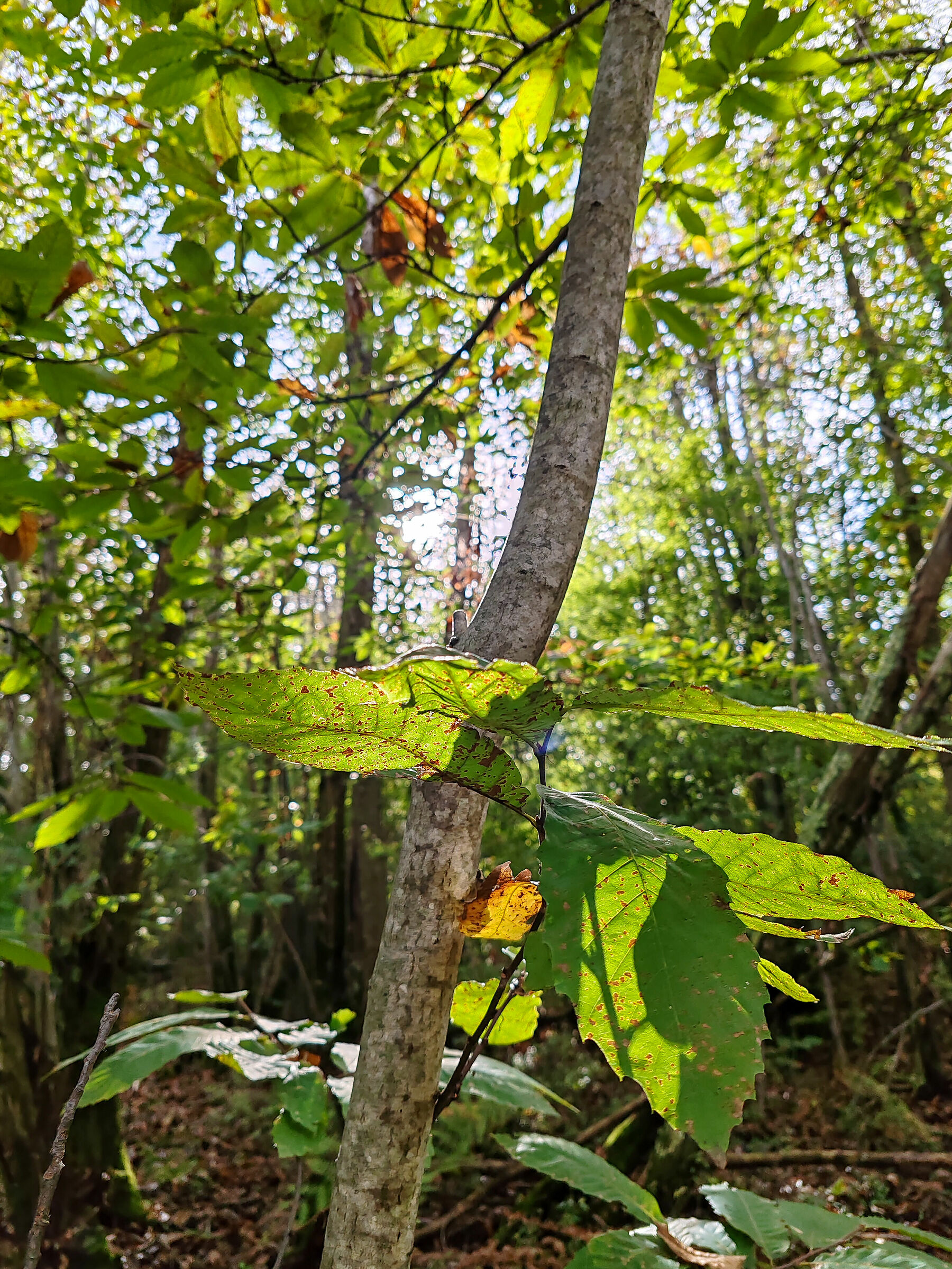 Autunno nella natura