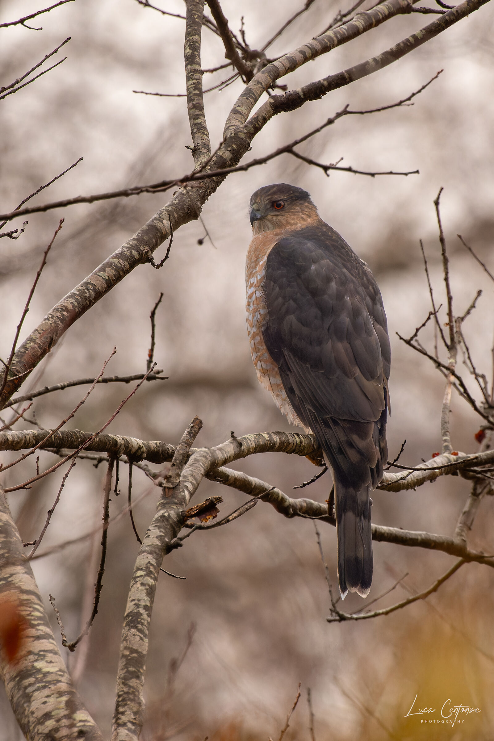 Cooper's Hawk (Accipiter cooperii)