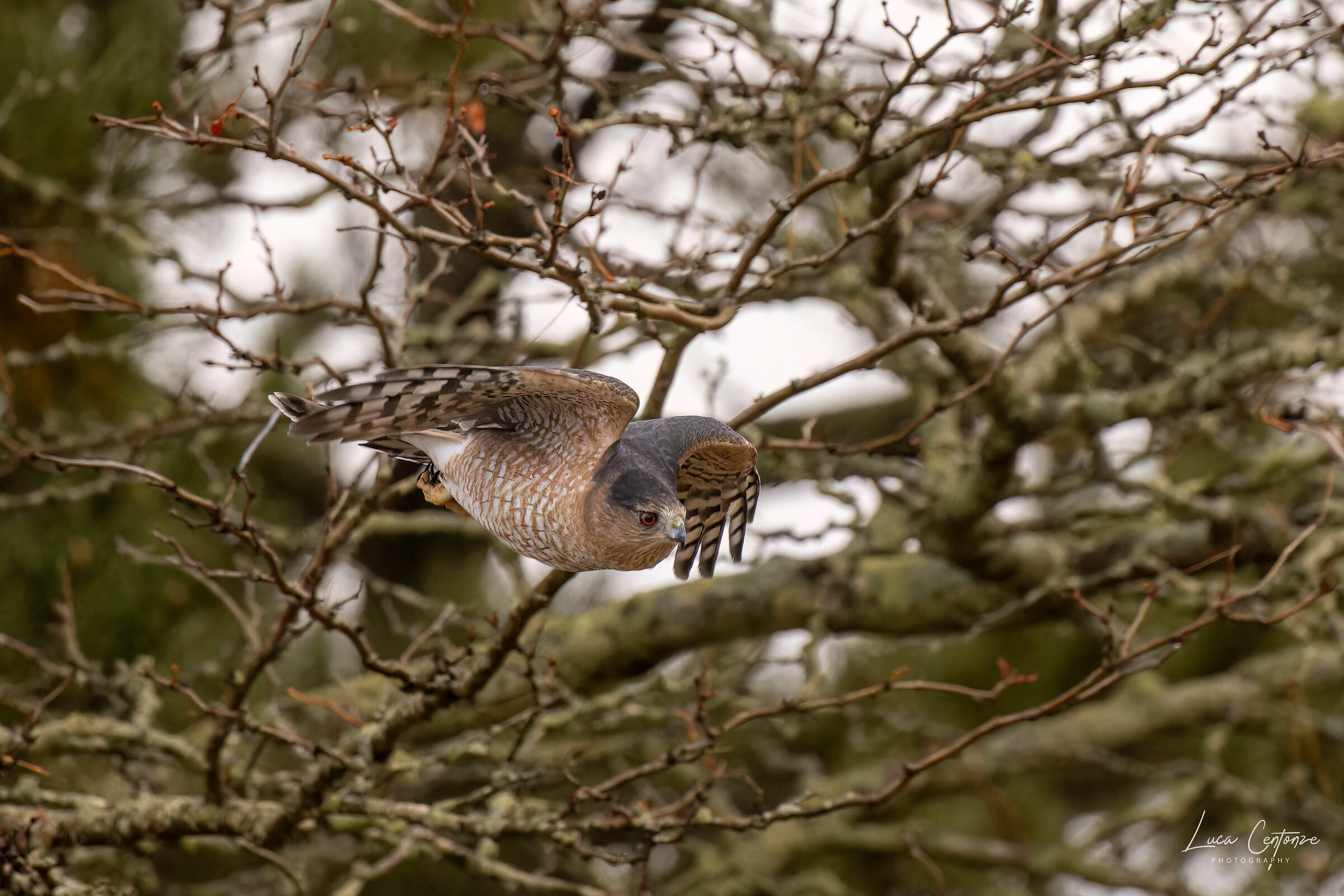 Cooper's Hawk (Accipiter cooperii)