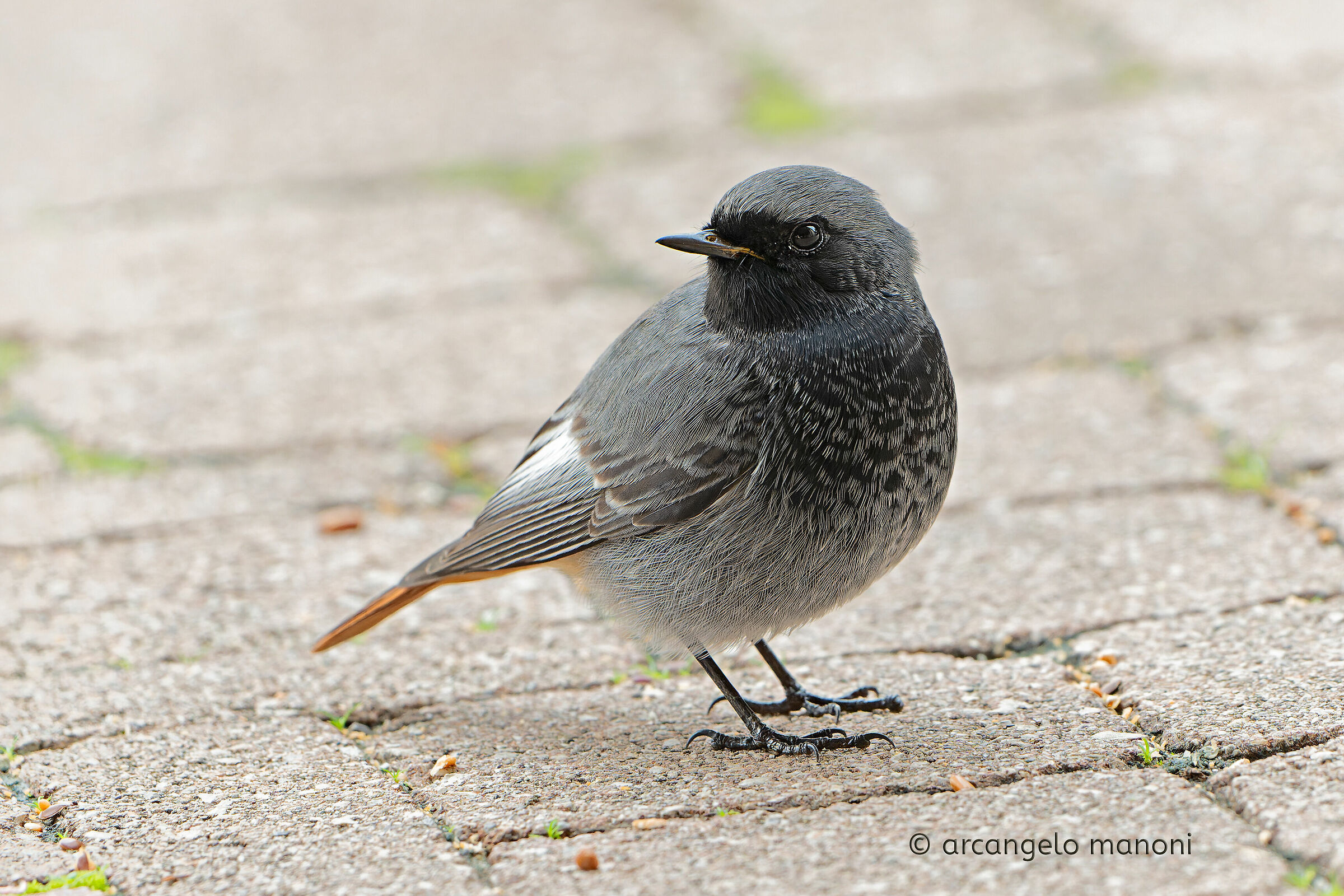 Un codirosso spazzacamino maschio davanti a casa