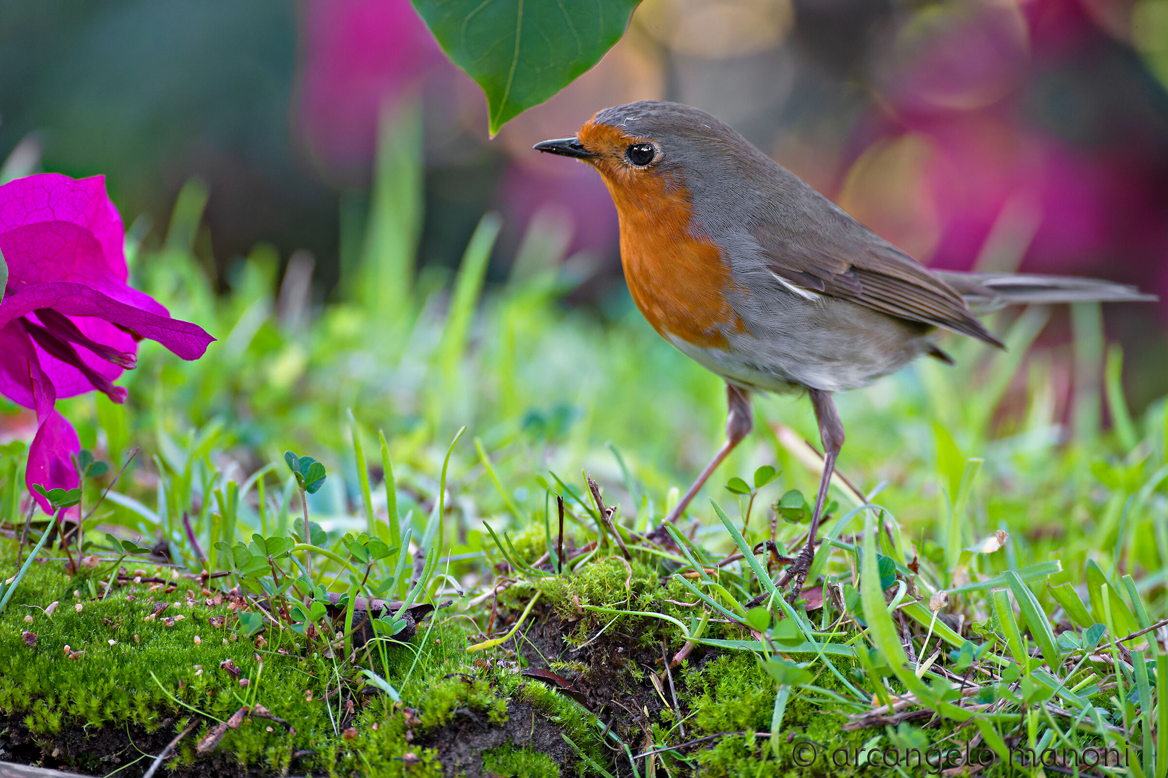 Pettirosso fra i fiori
