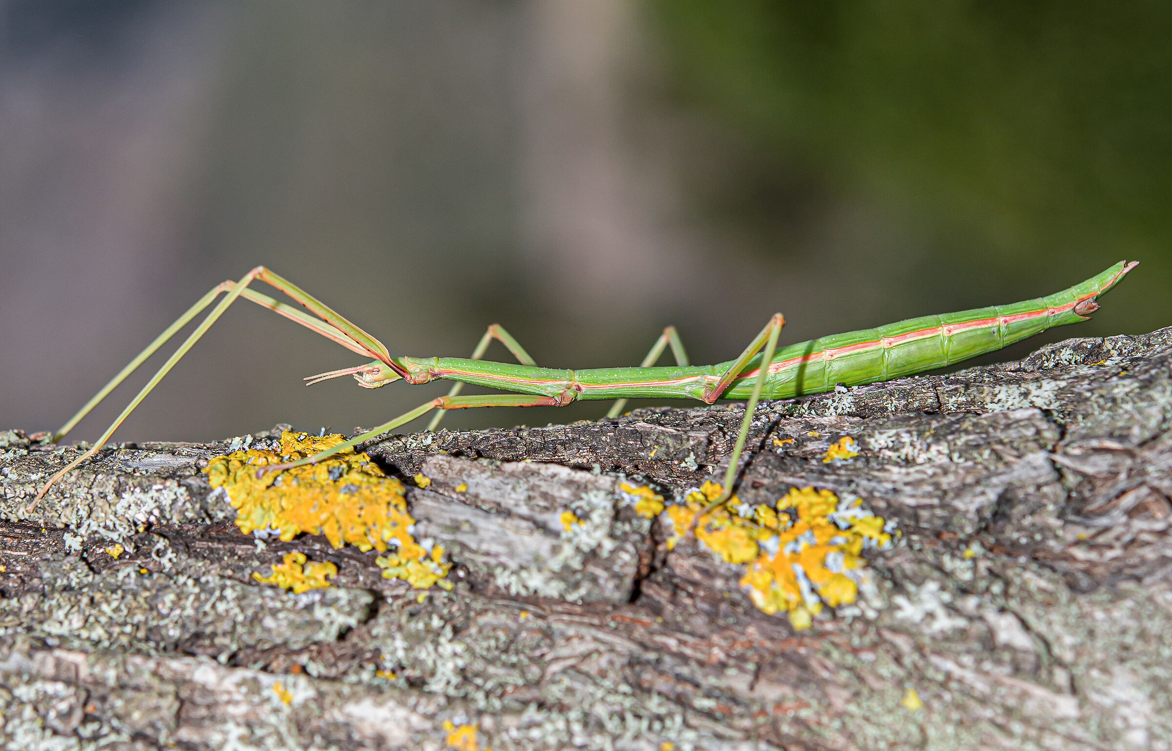 Insect stick