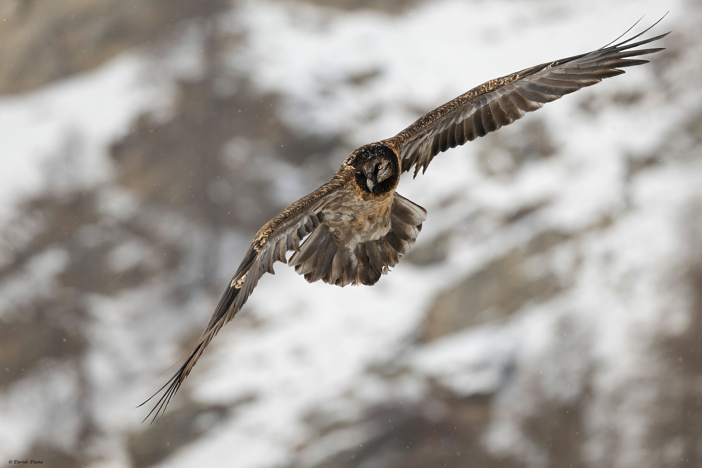 Gypaetus barbatus