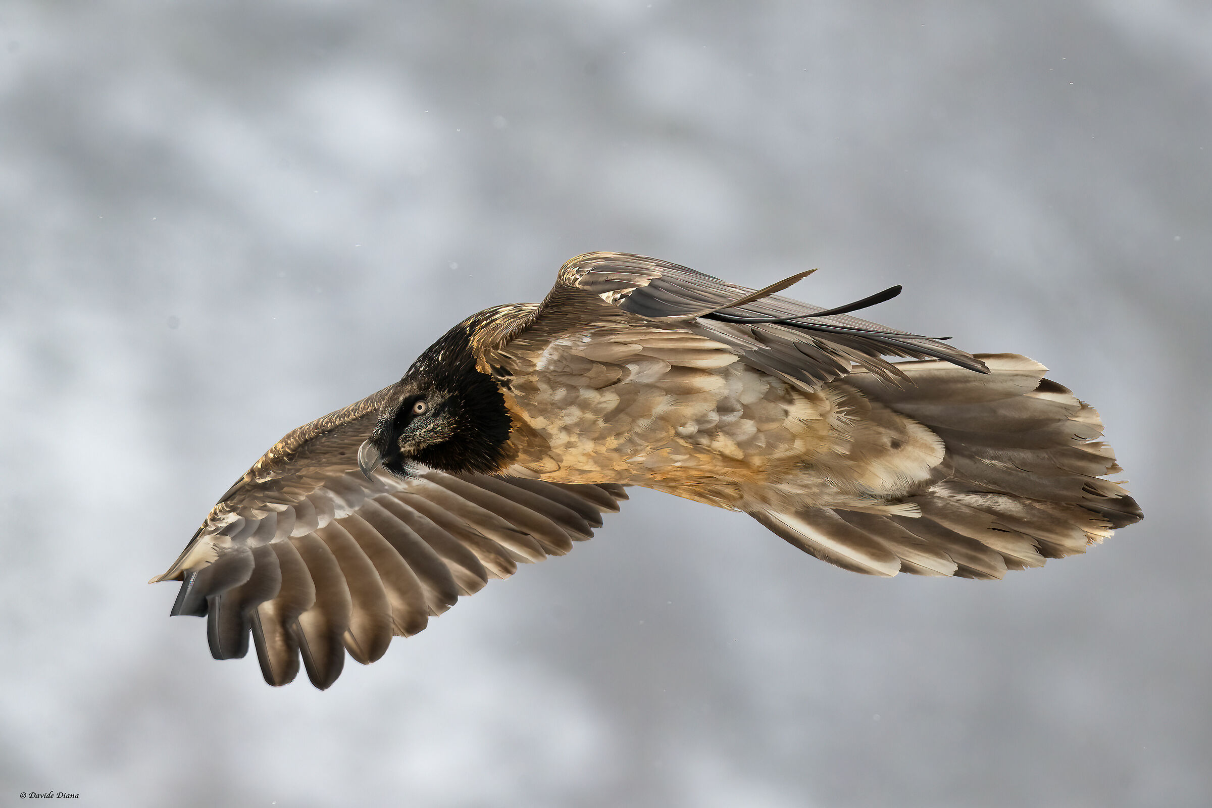 Gypaetus barbatus