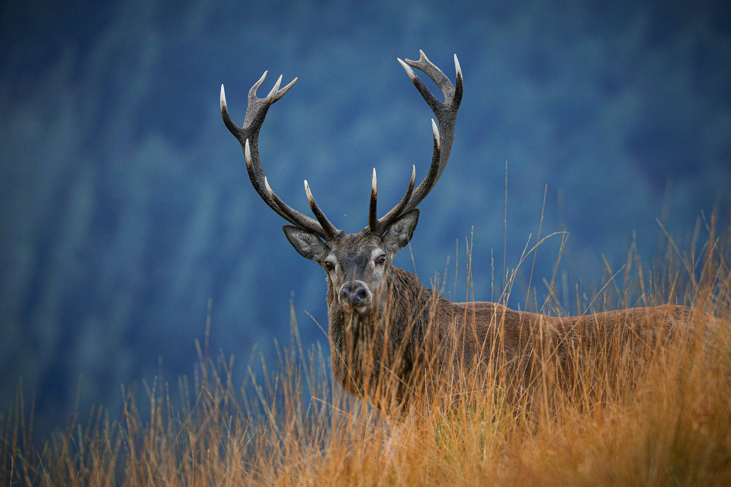 Crowned deer