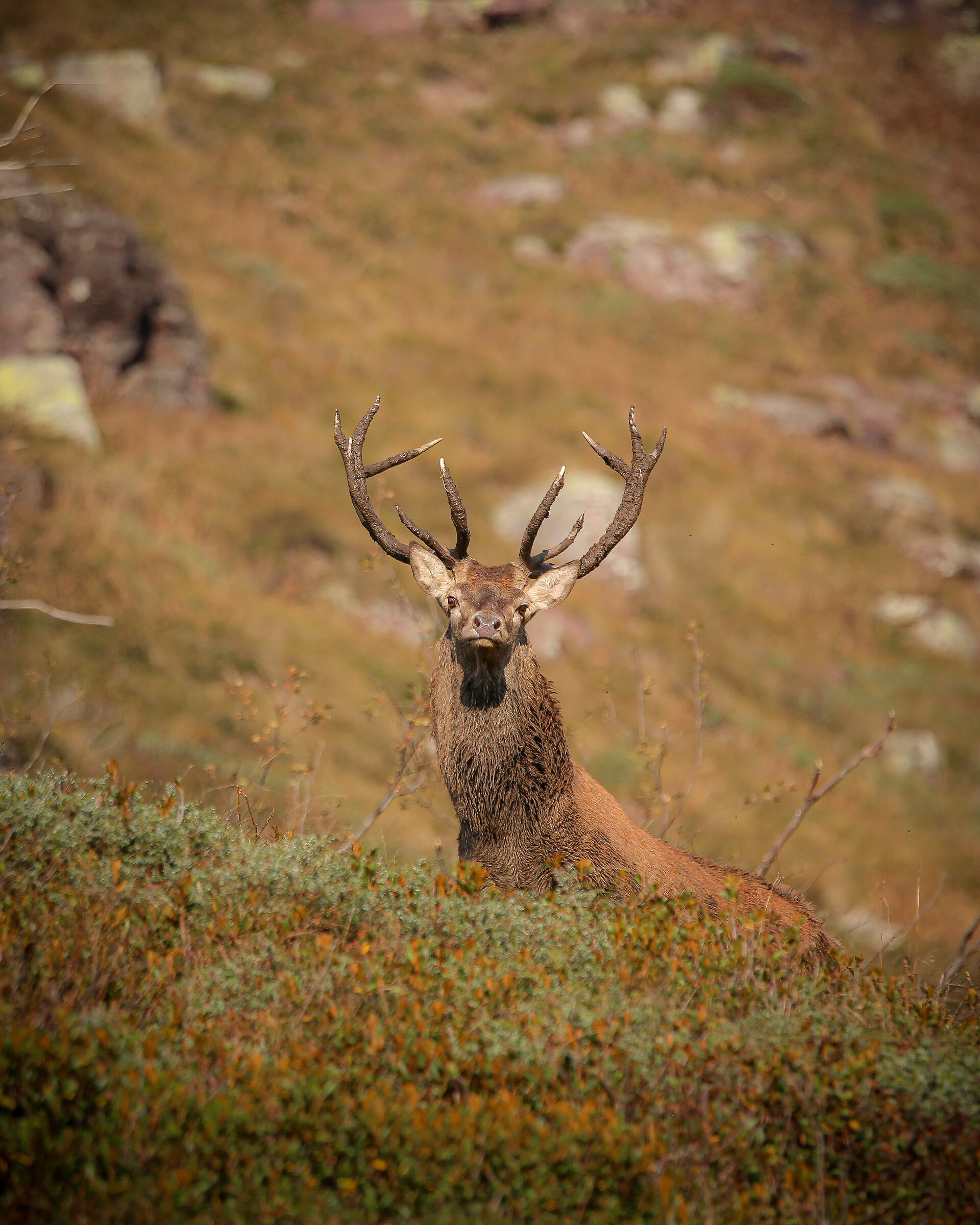 Deer with muddy antler