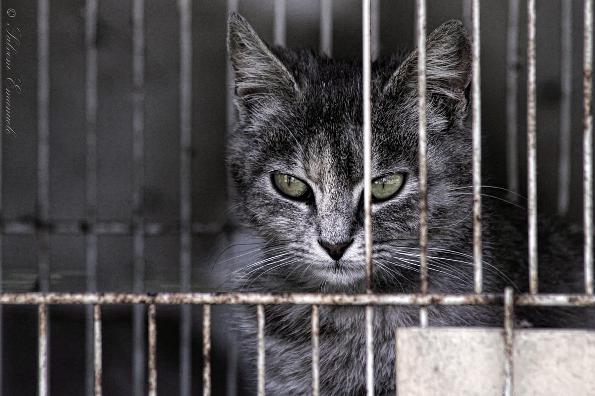 voglia di liberta...