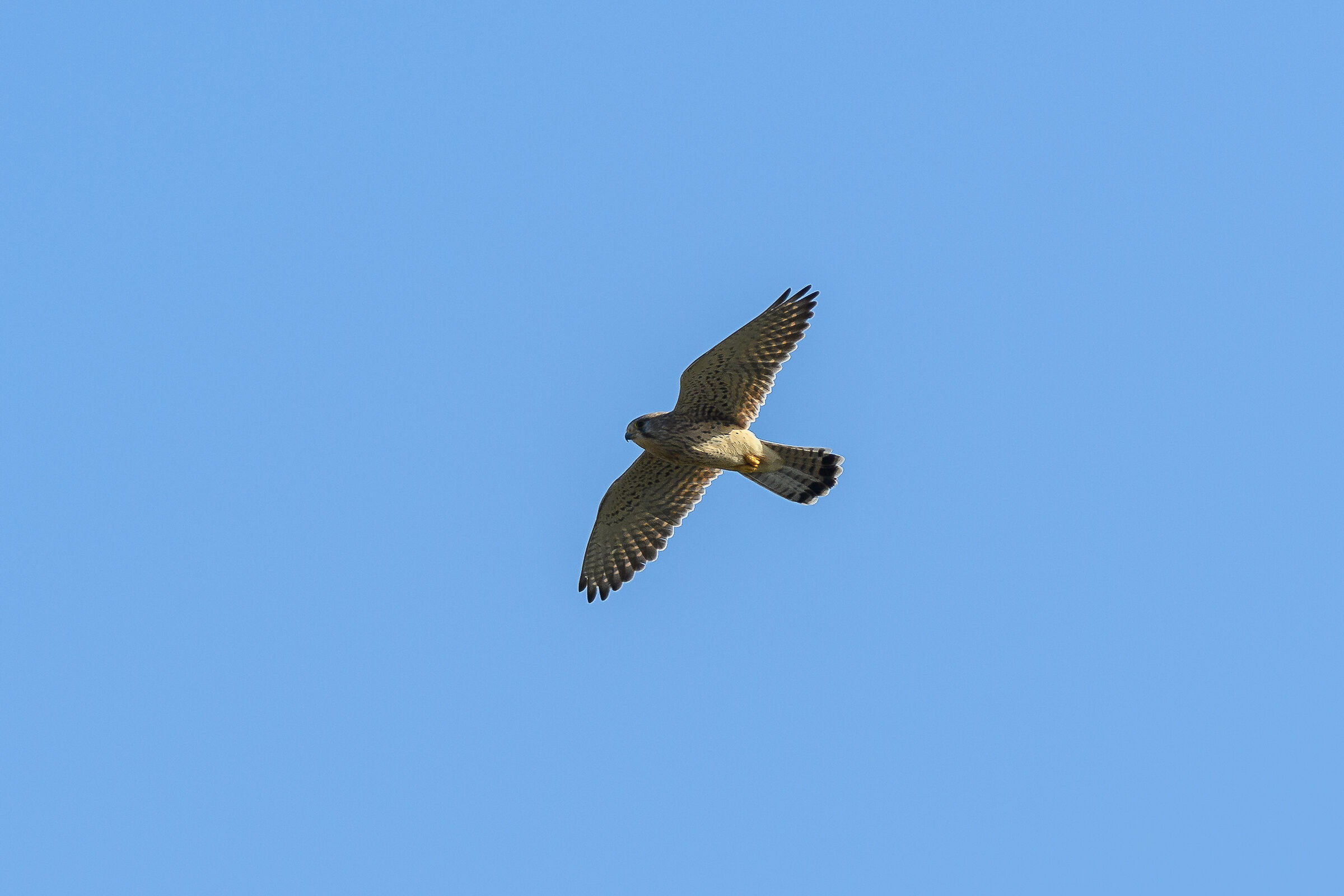 Kestrel