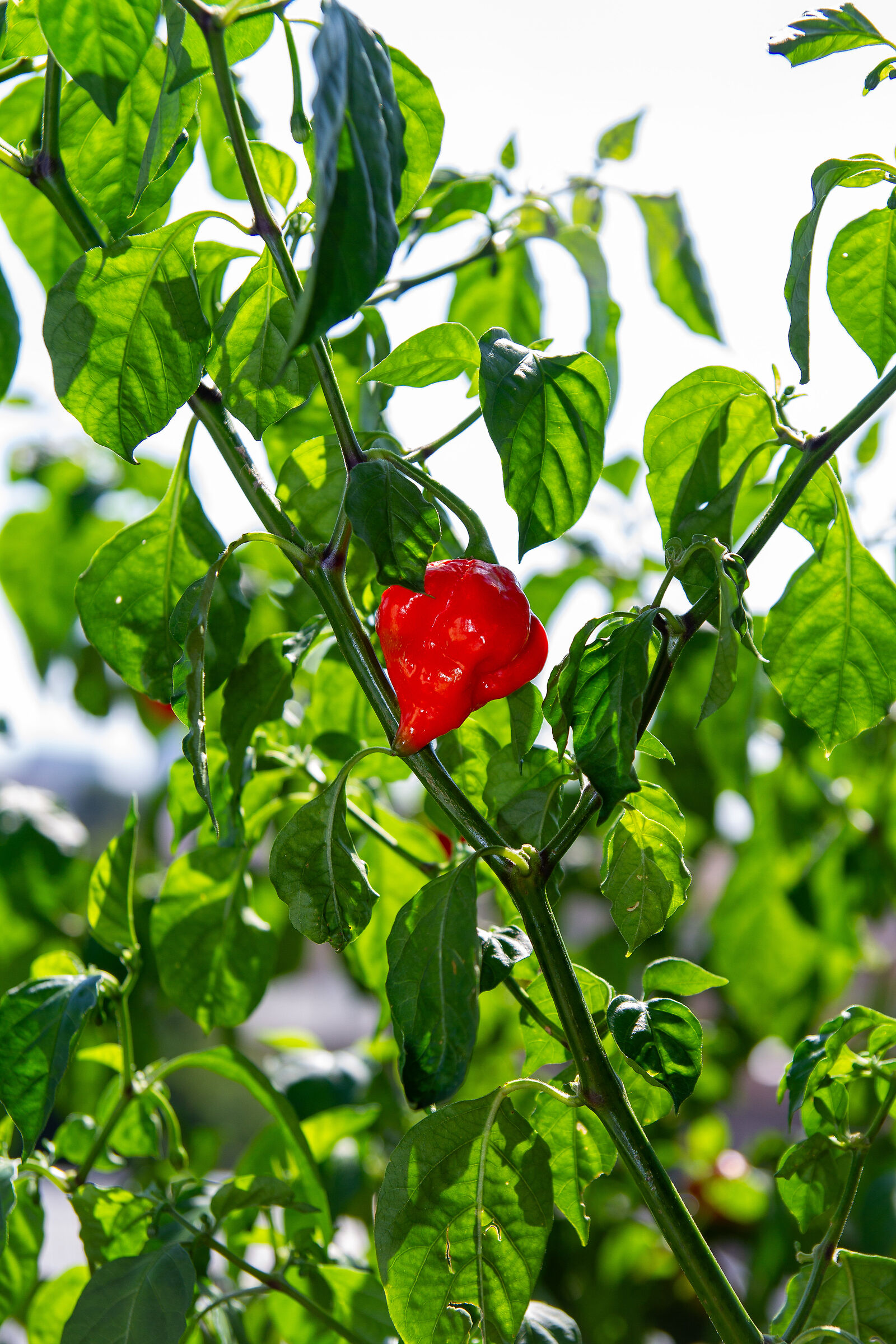 Trinidad Scorpion