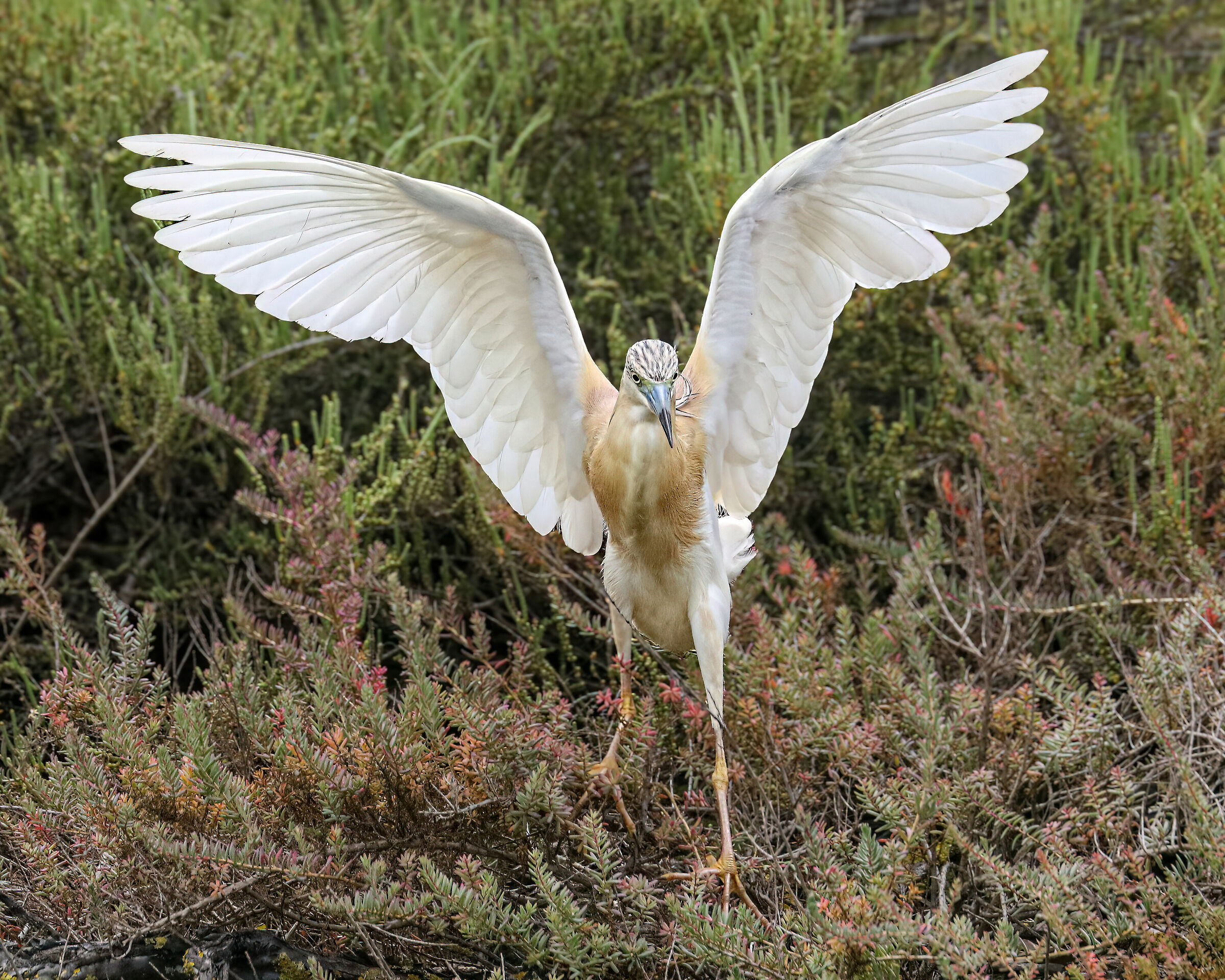 Squacco heron