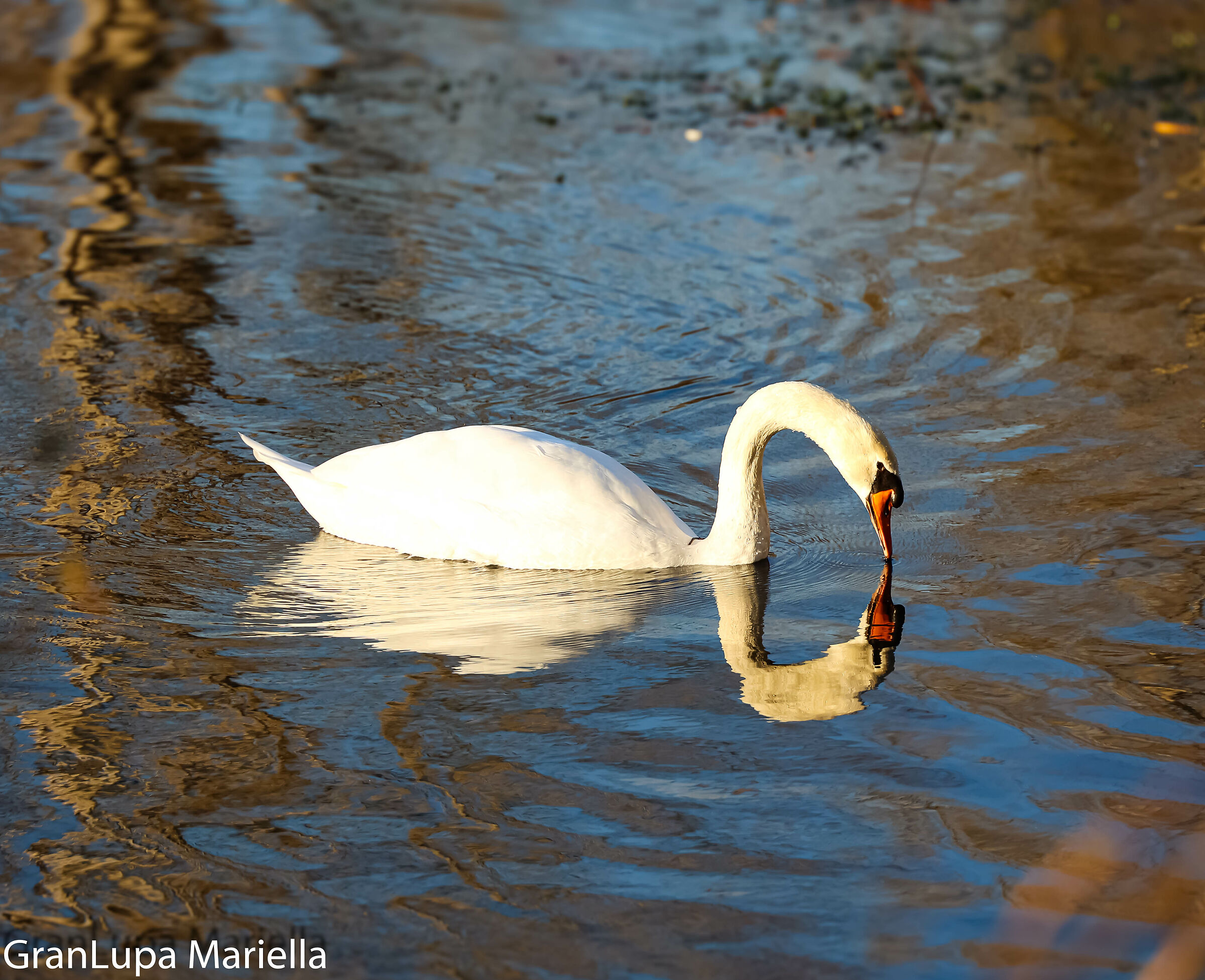 il bruto anatroccolo