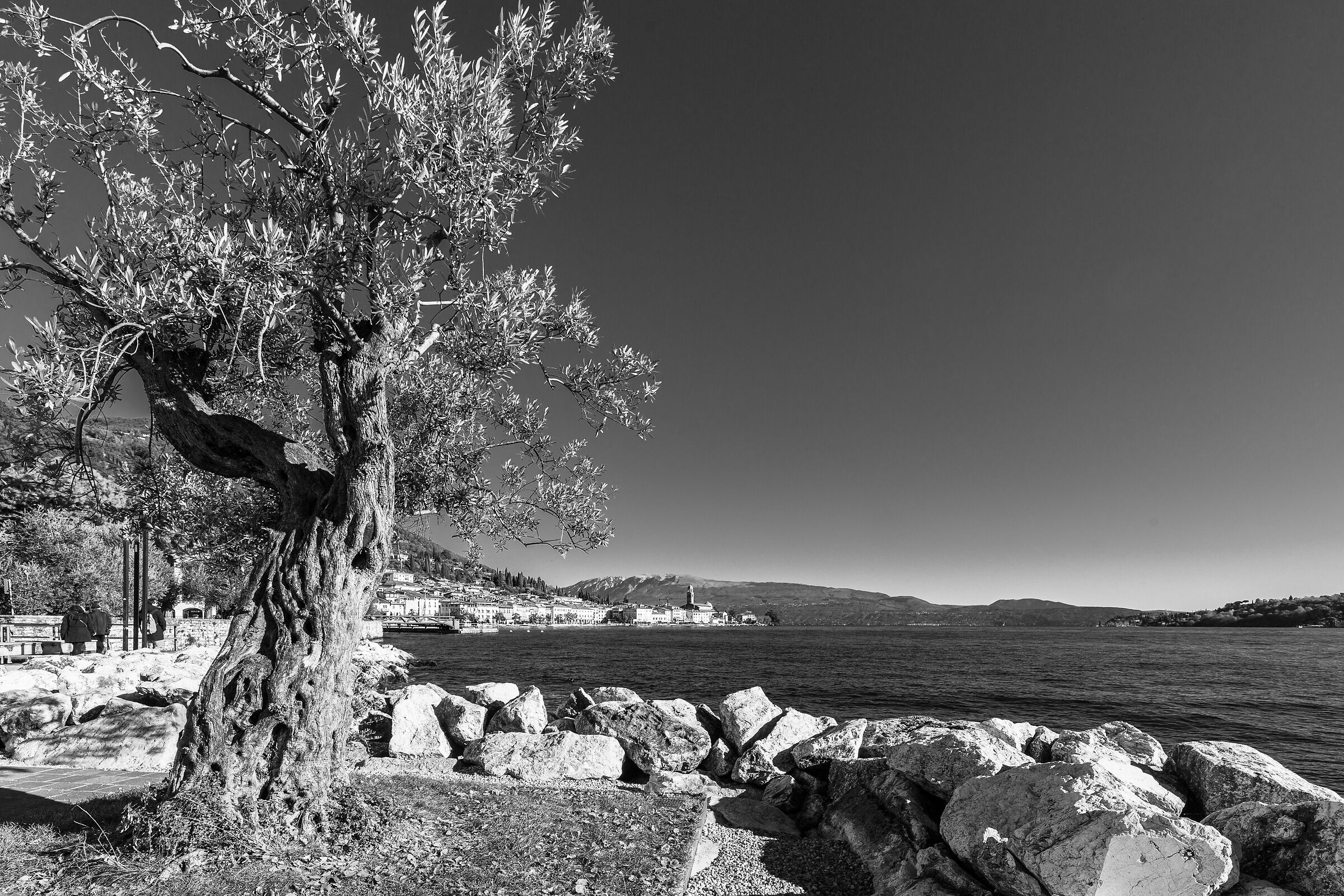Salò, lungolago con gli ulivi.