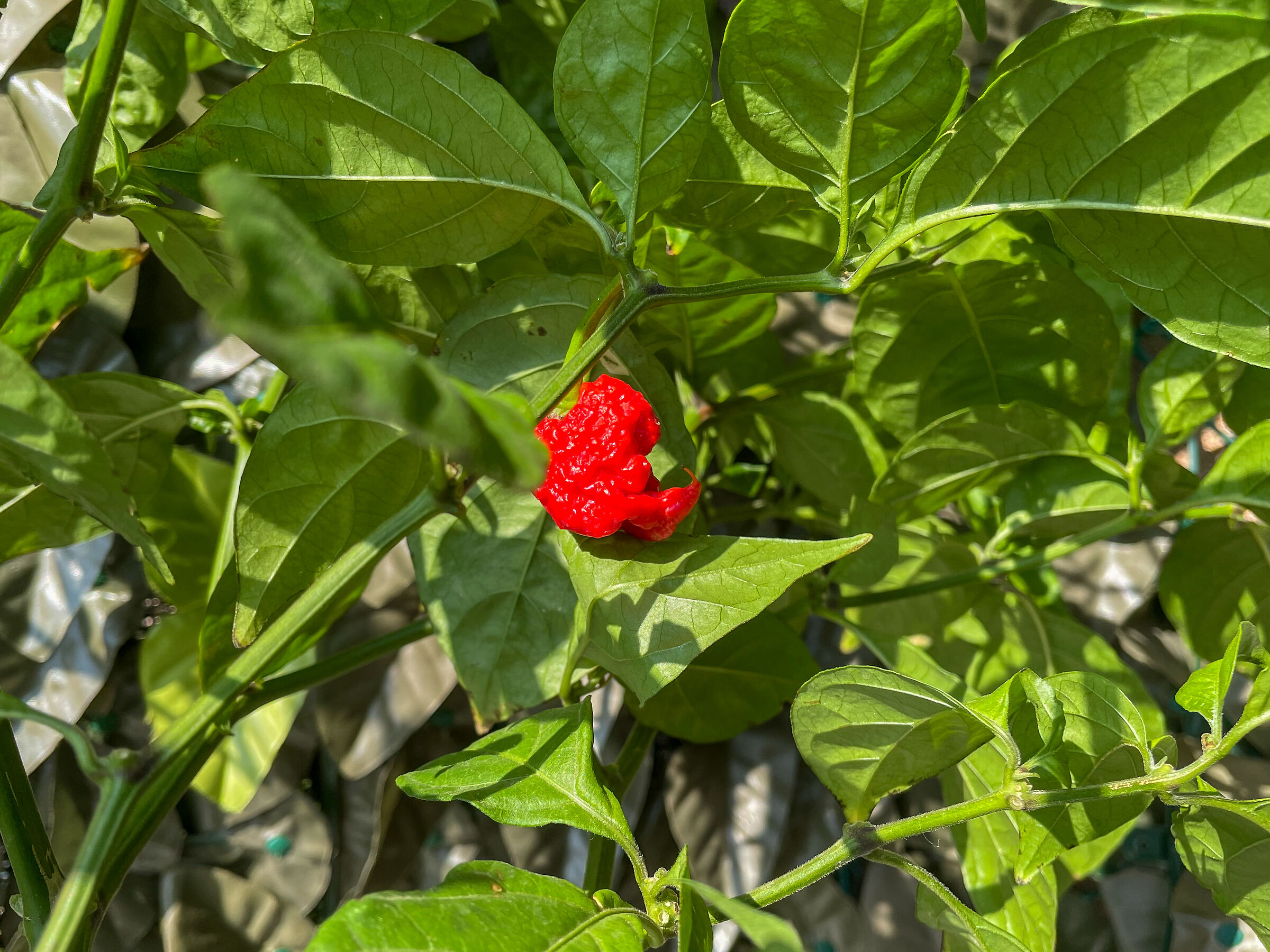 Carolina Reaper