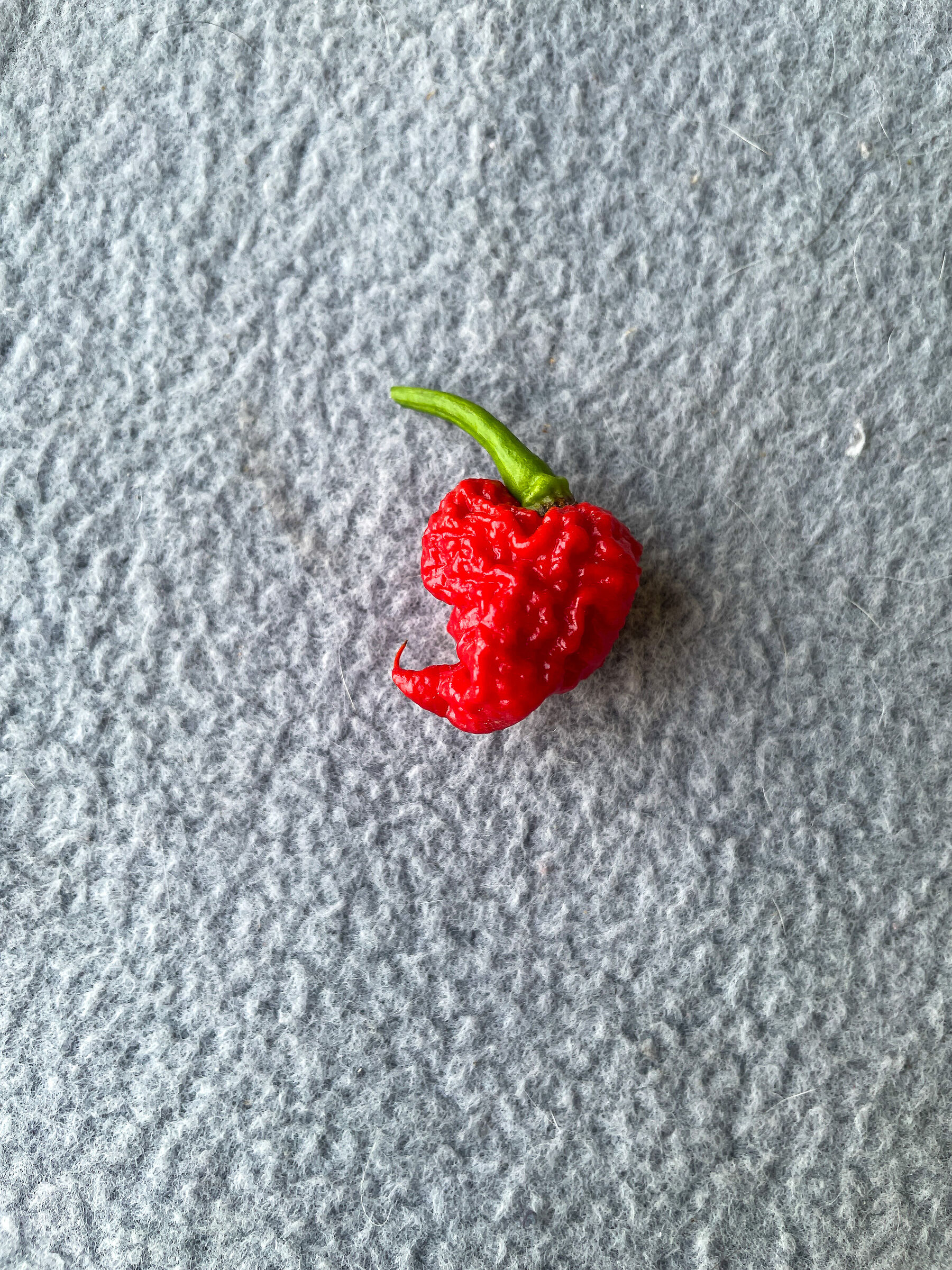 Carolina Reaper