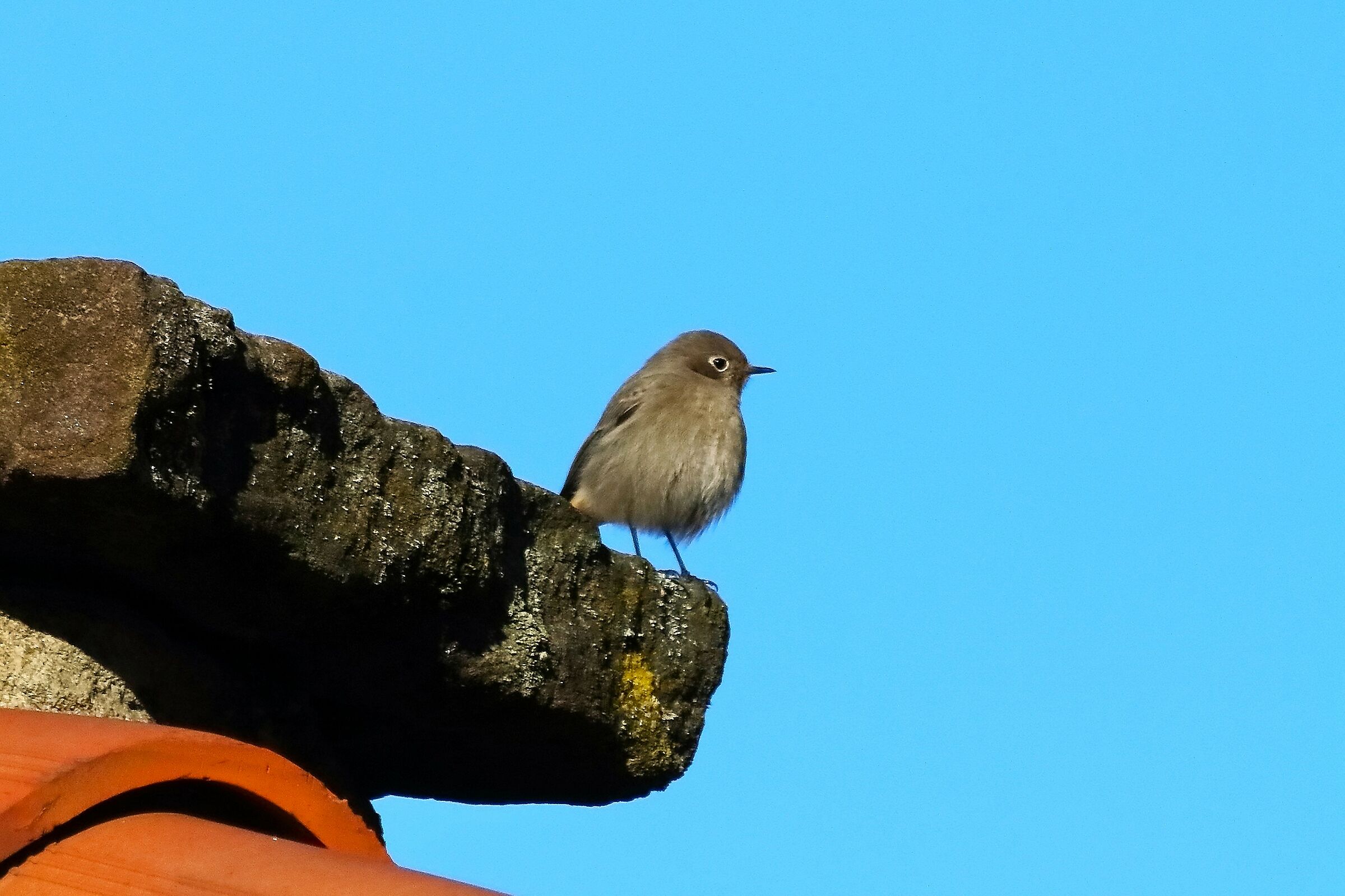 Redstart 03-12-2023