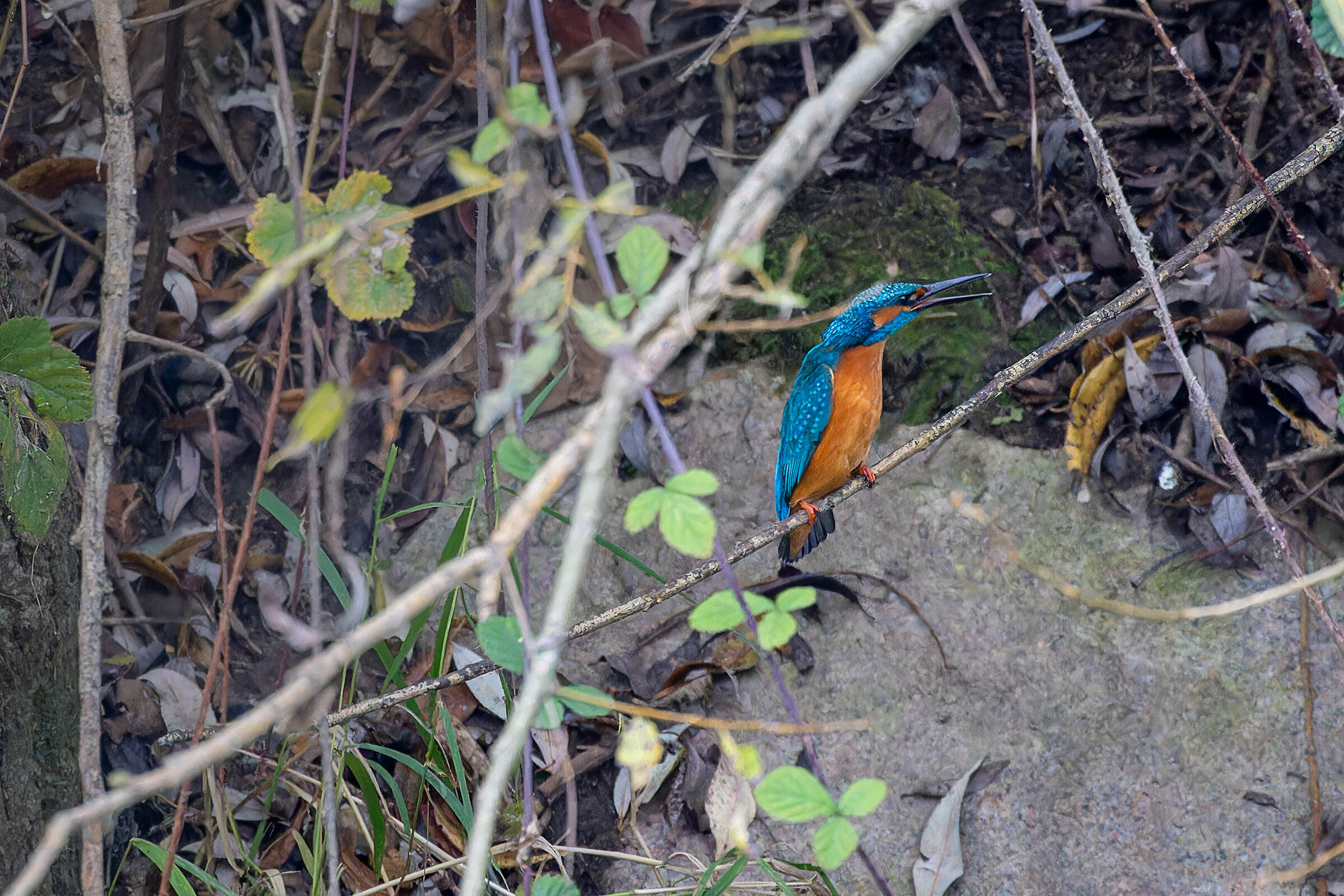 Alcedo atthis