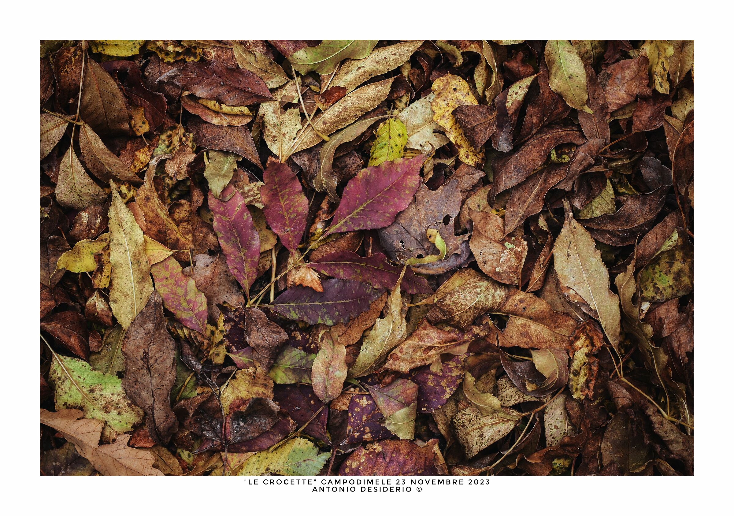 L'autunno in foglie