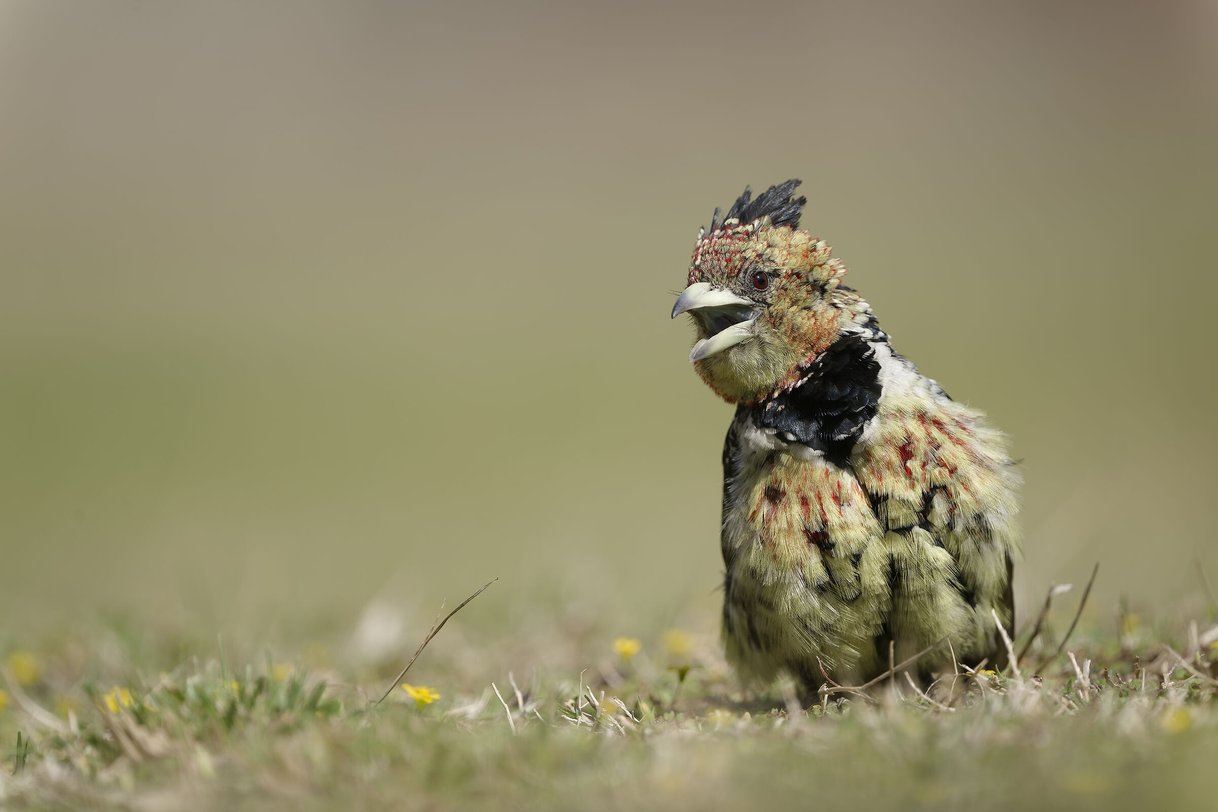 Trachyphonus vaillantii