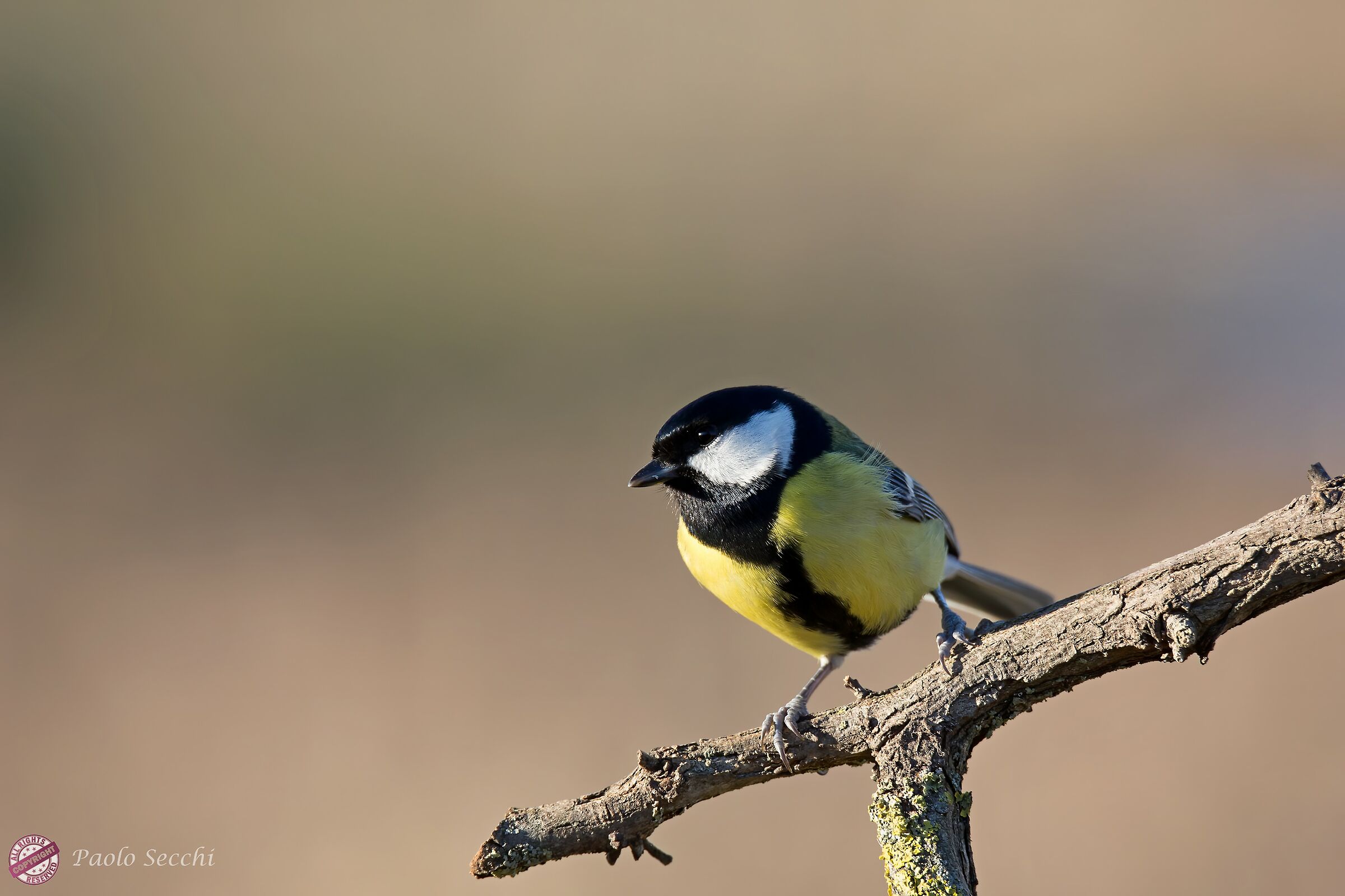 Great tit portrait