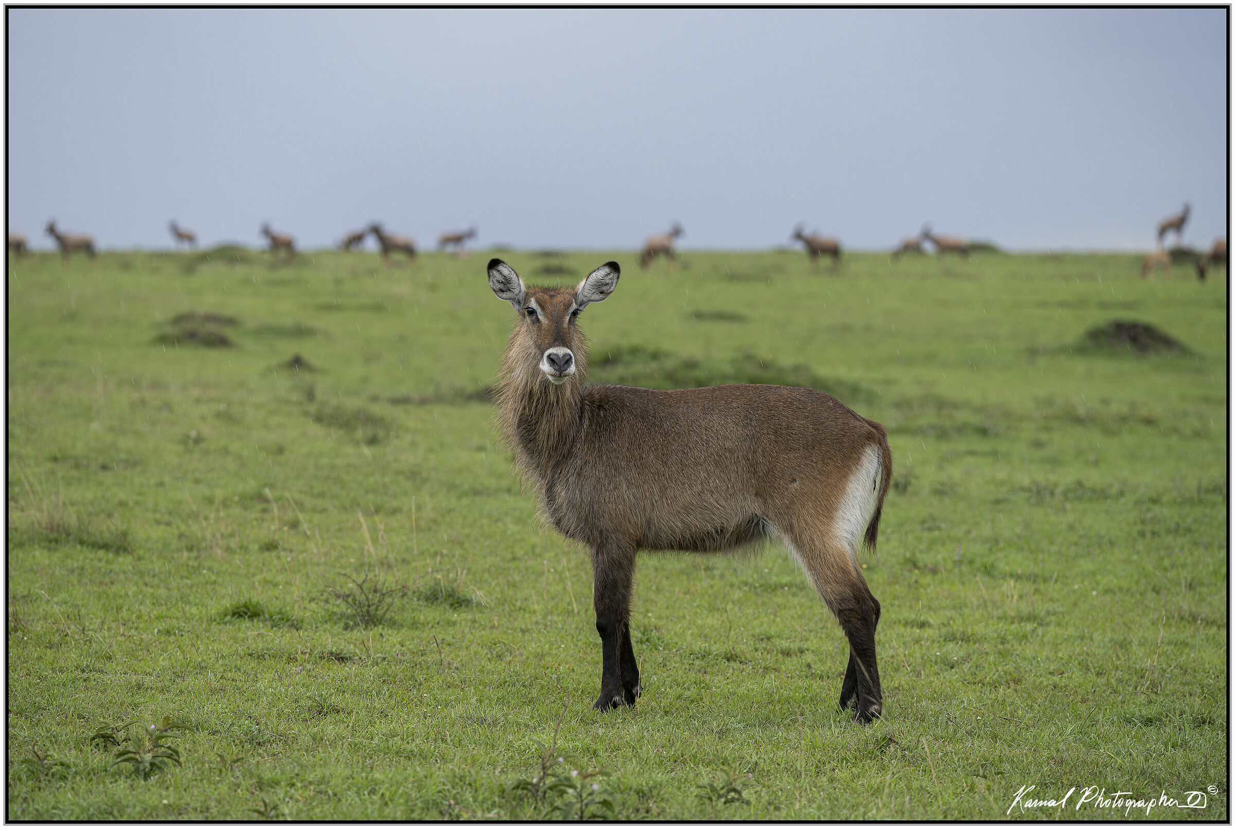 Water Antelope (Kobus ellipsiprymnus)