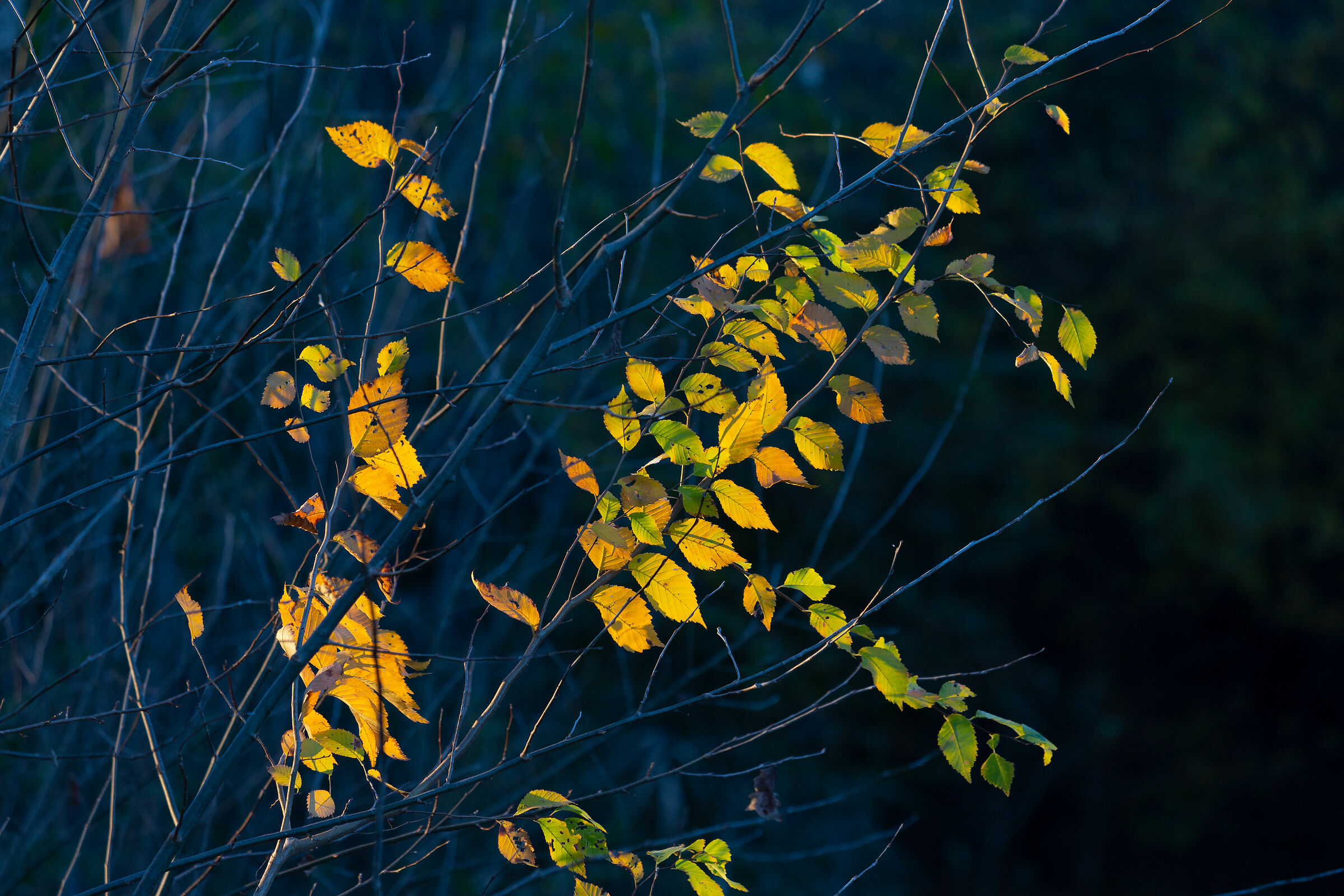 Un tesoro fra i rami