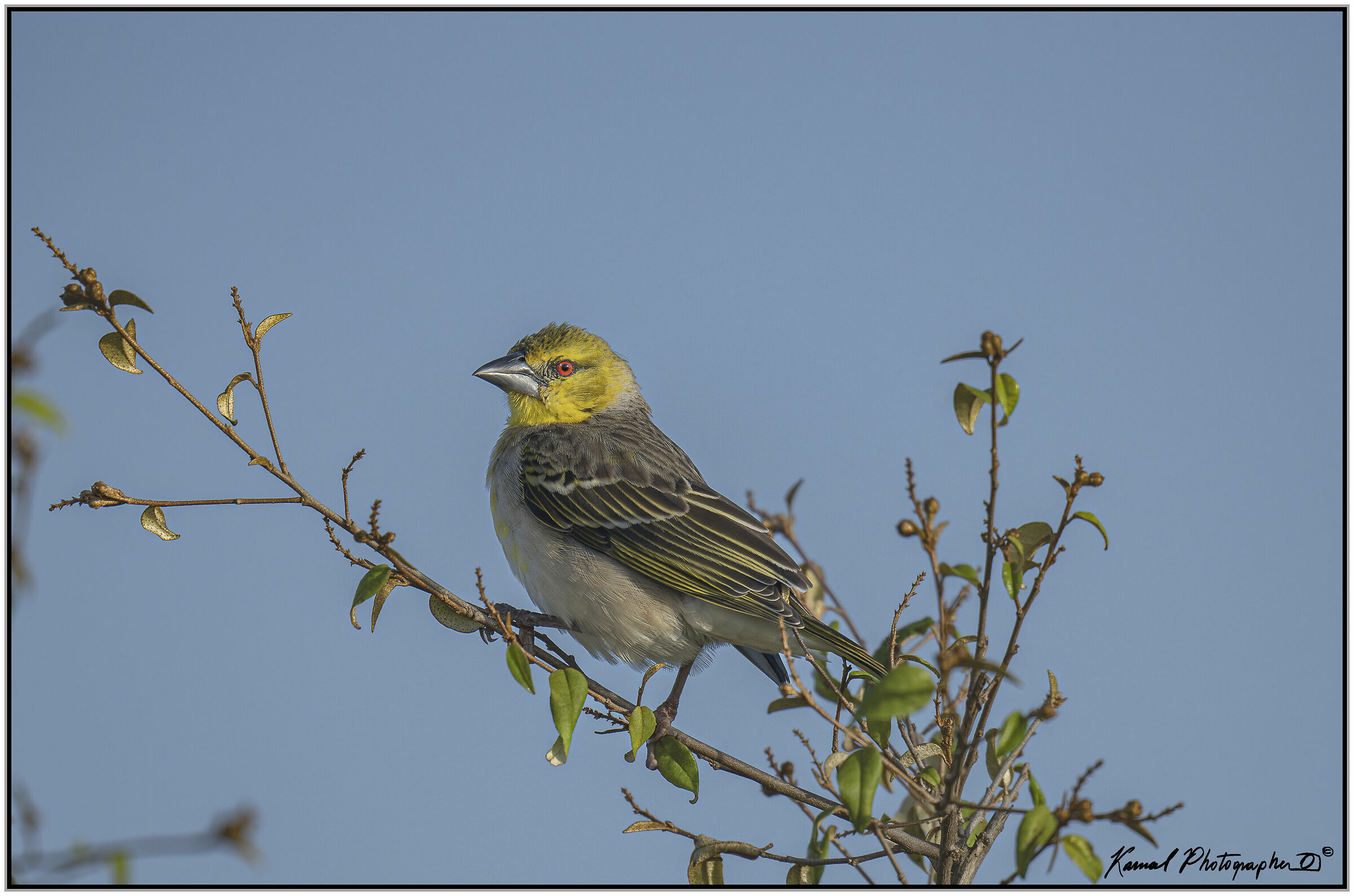 Weaver ( Ploceus cucullatus)