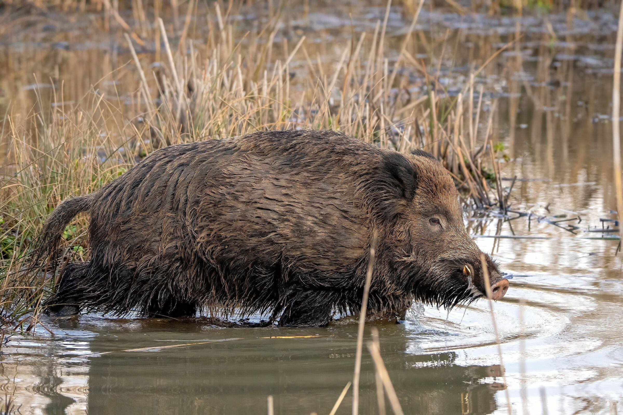 Cinghiale al guado