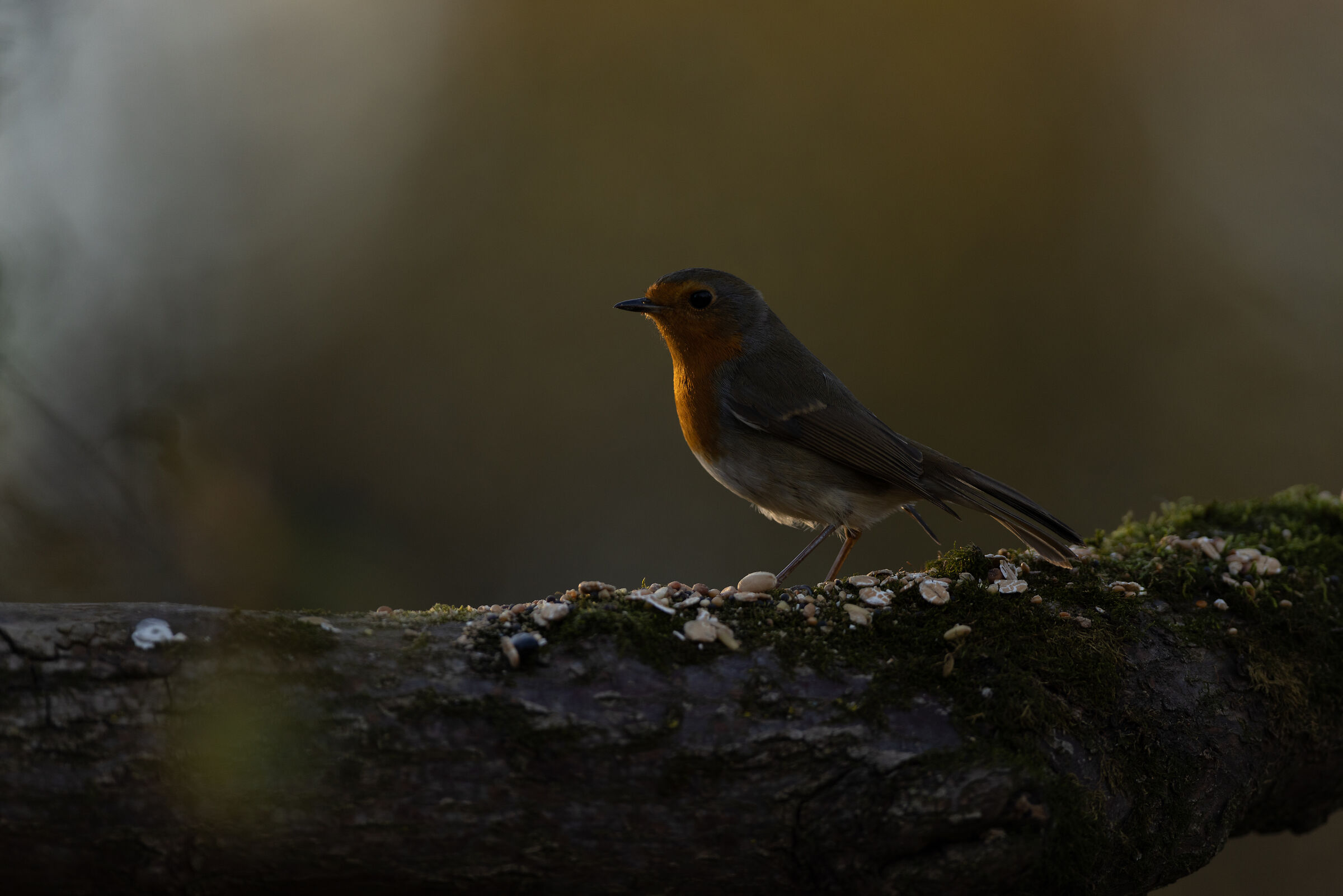 Pettirosso al tramonto