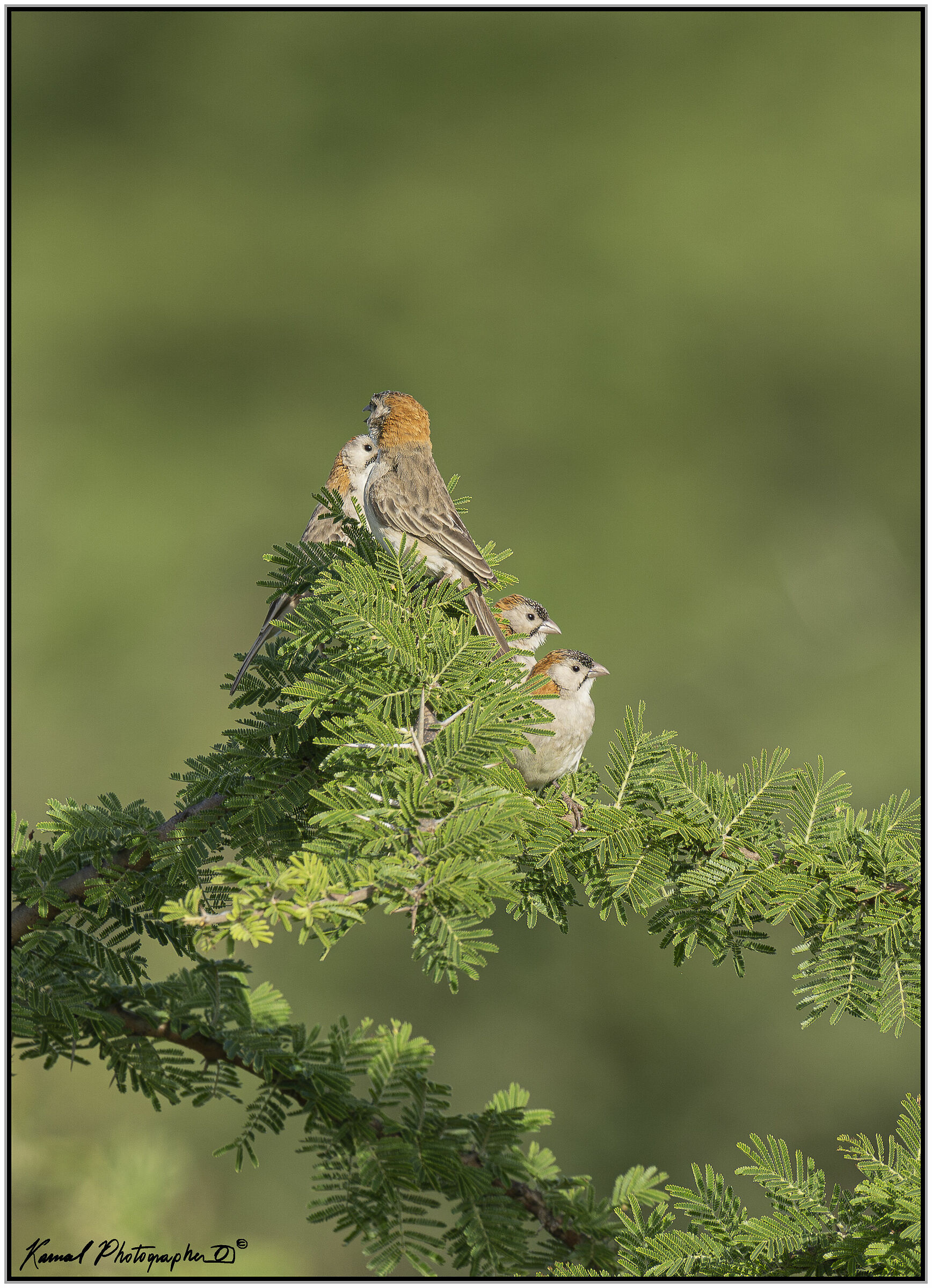 Tessitore frontemacchiata (Sporopipes frontalis)