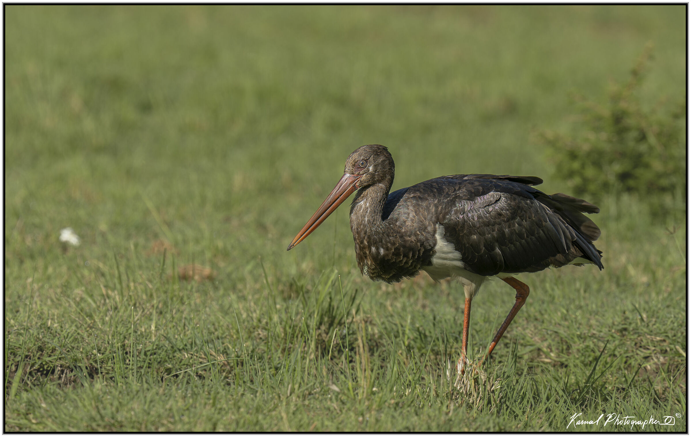 Cicogna Nera (Ciconia nigra)