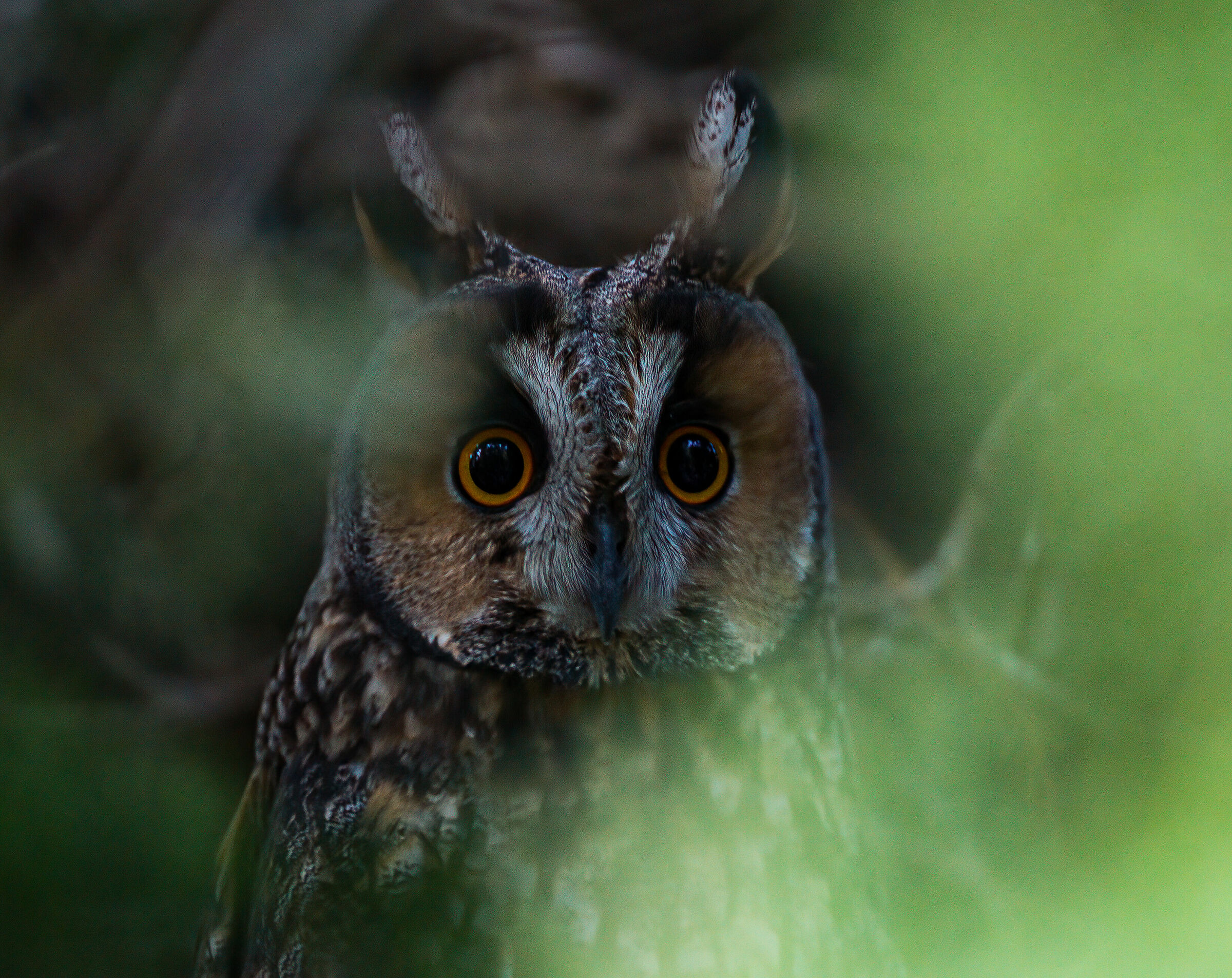 Owl