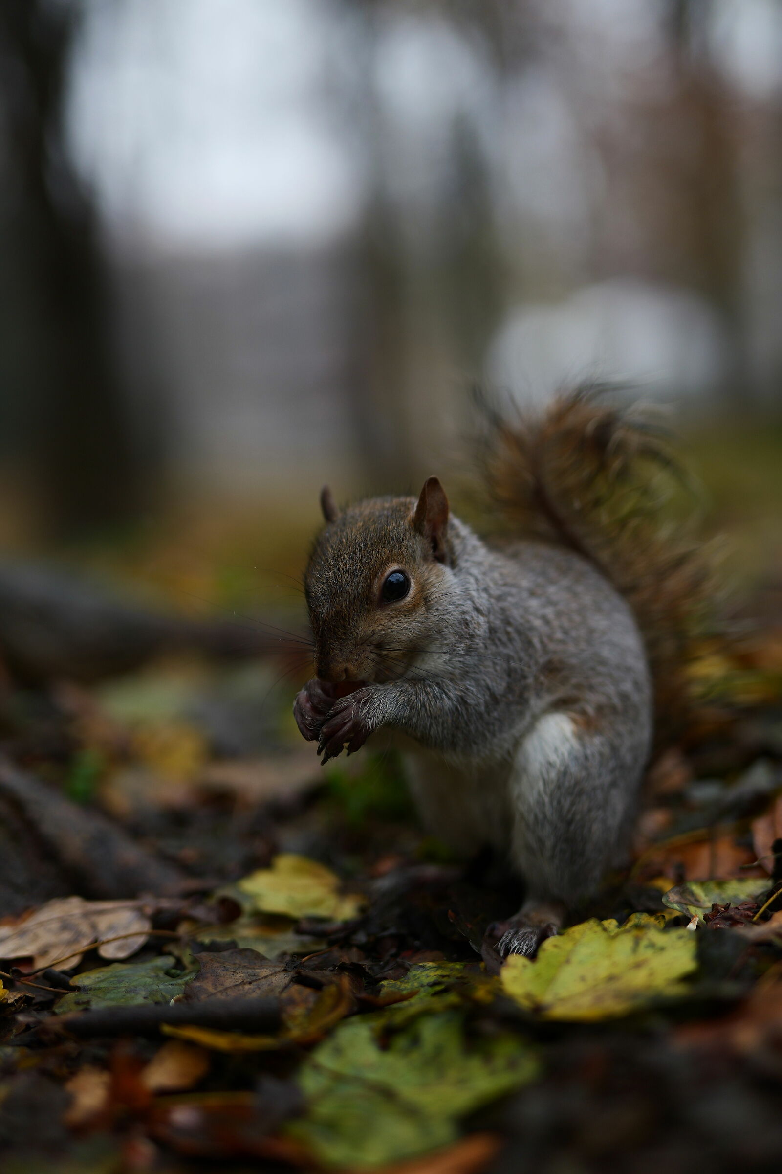 Squirrel