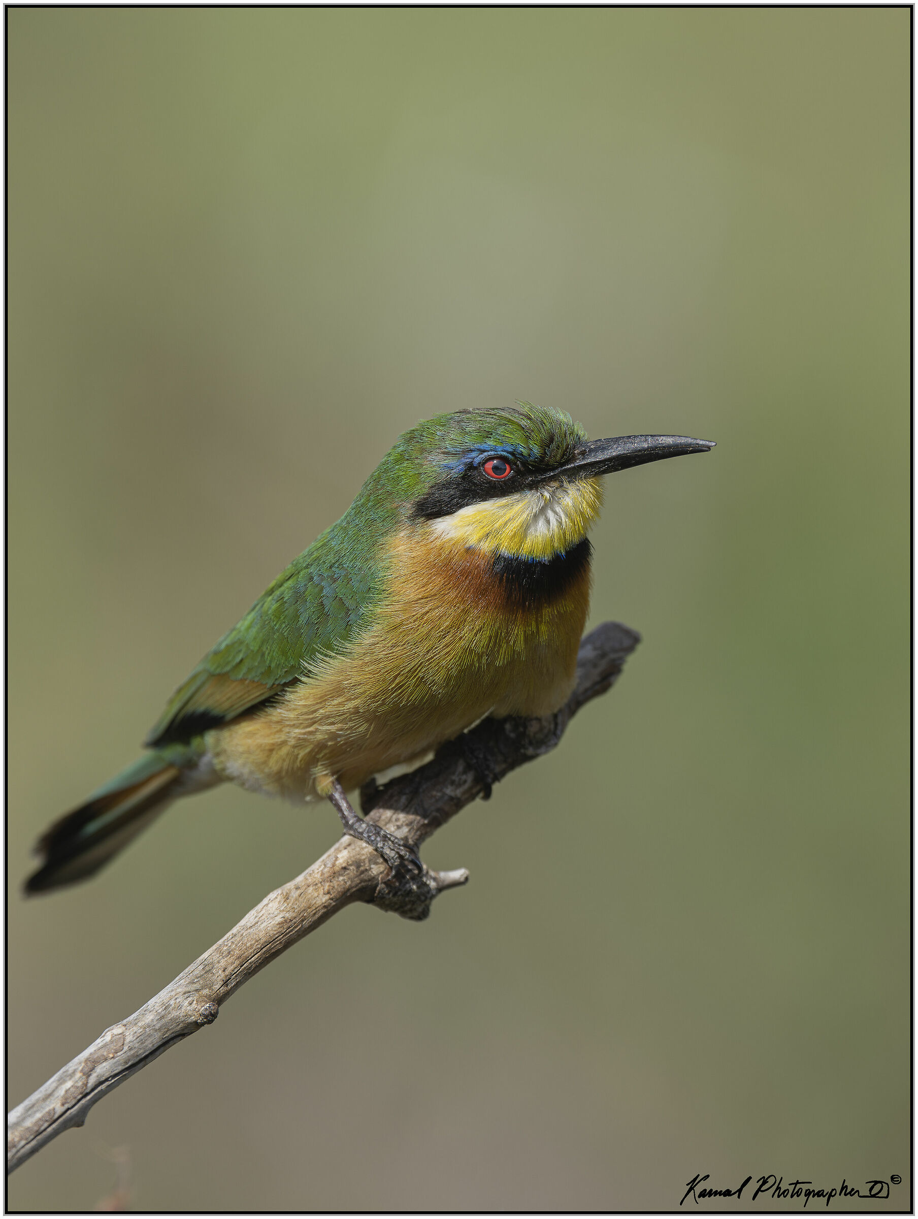 (Gruccione minore)(Merops pusillus)