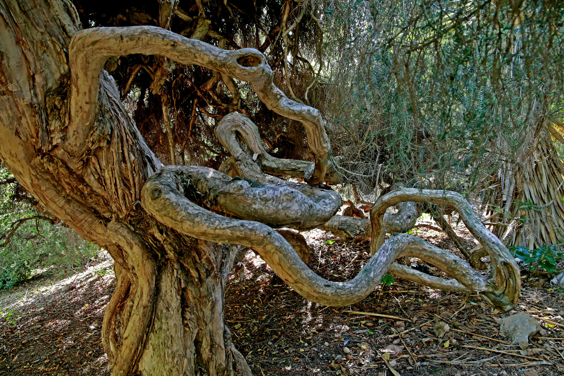 Melaleuca Cuticularis