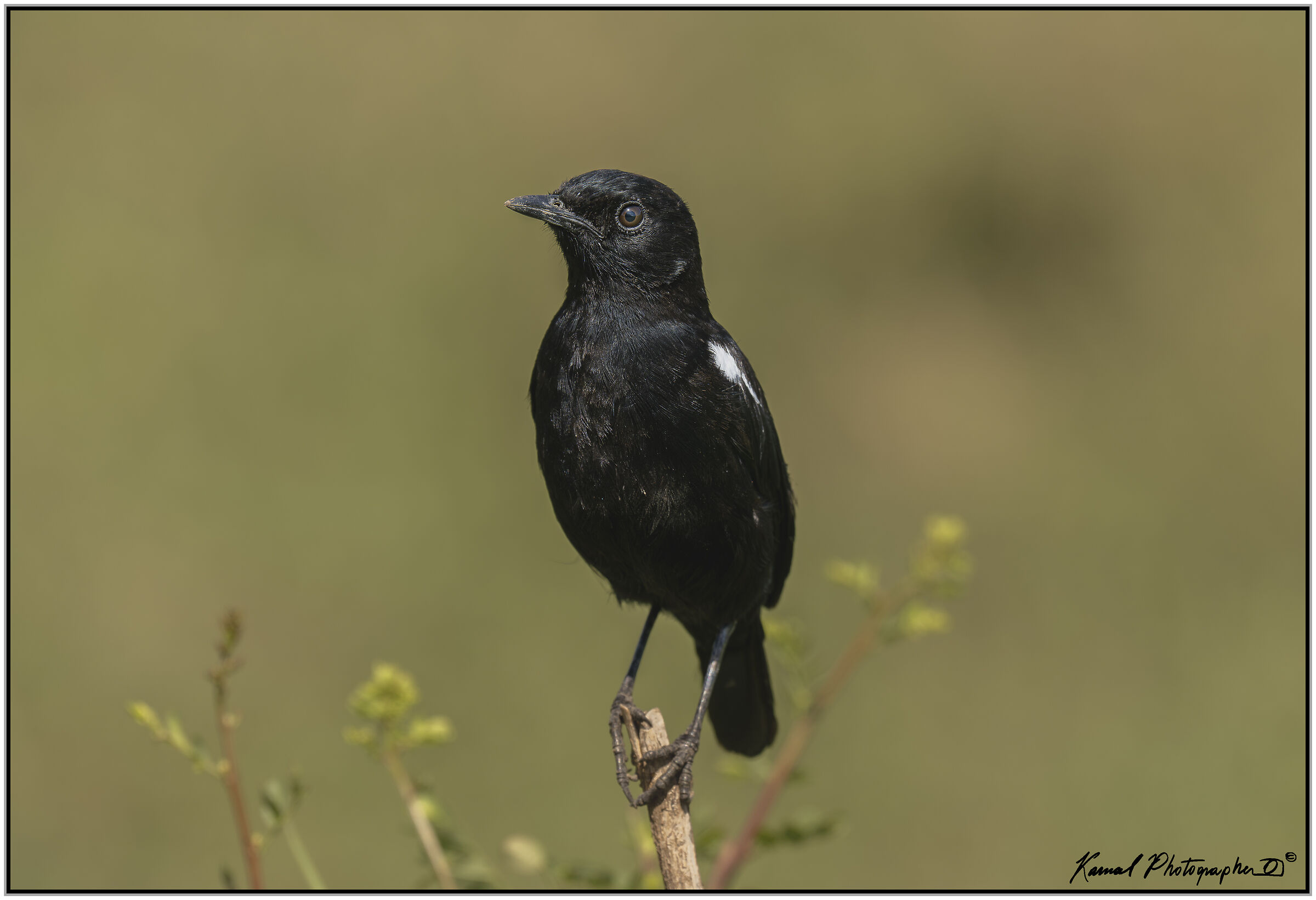 Sassicolo fuligginoso(Myrmecocichla nigra)