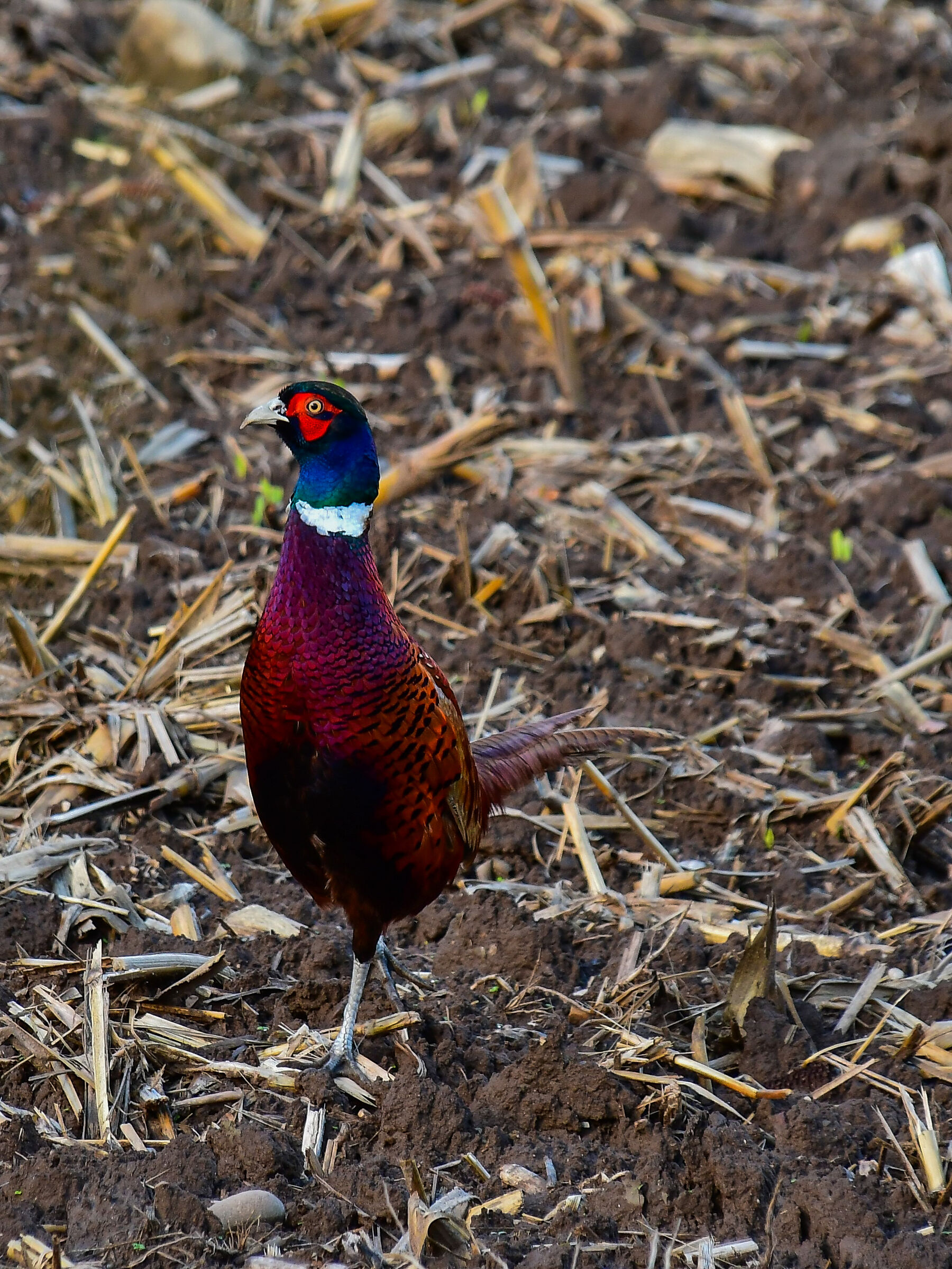 Pheasant