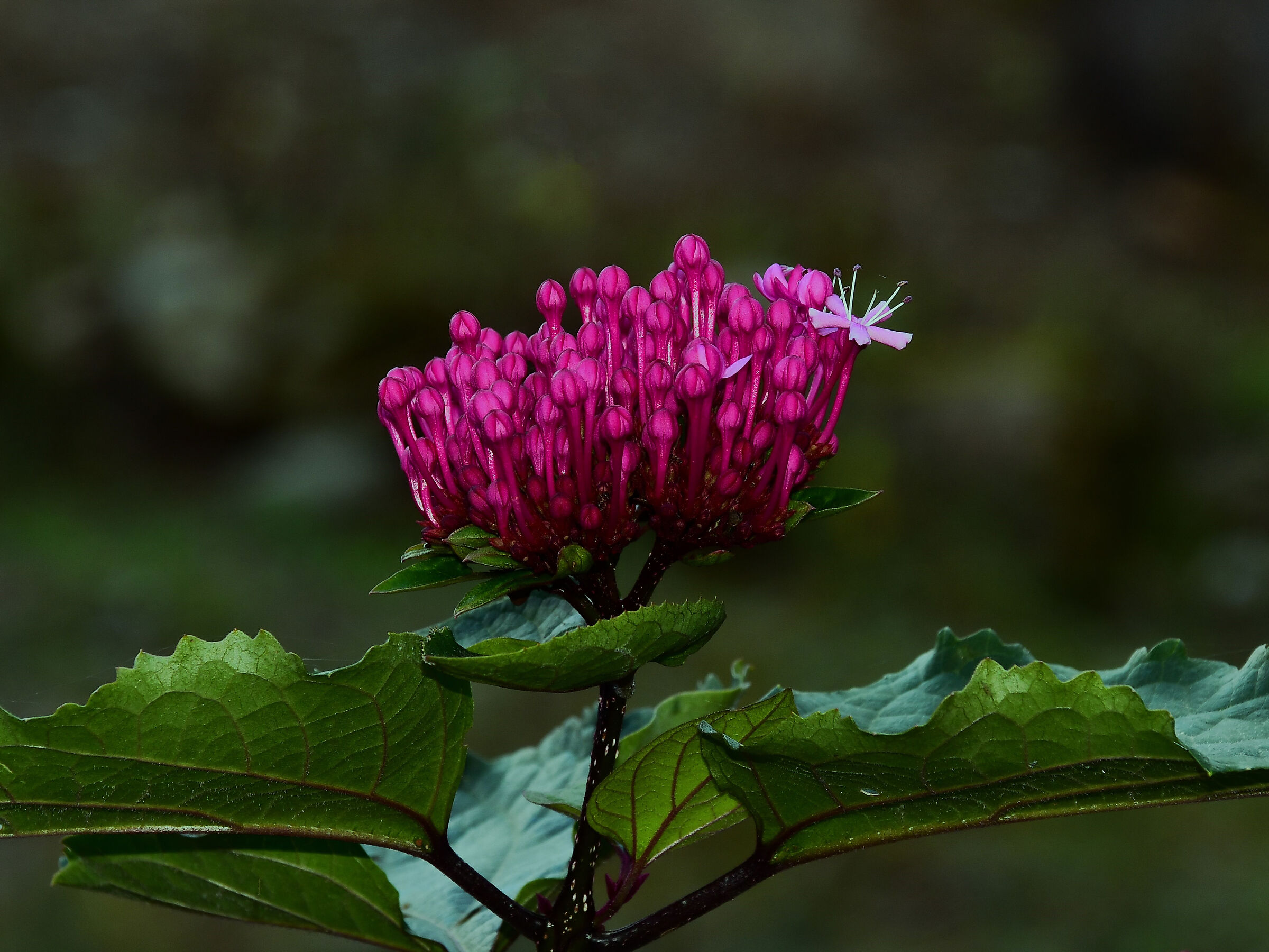 Clerodendrum