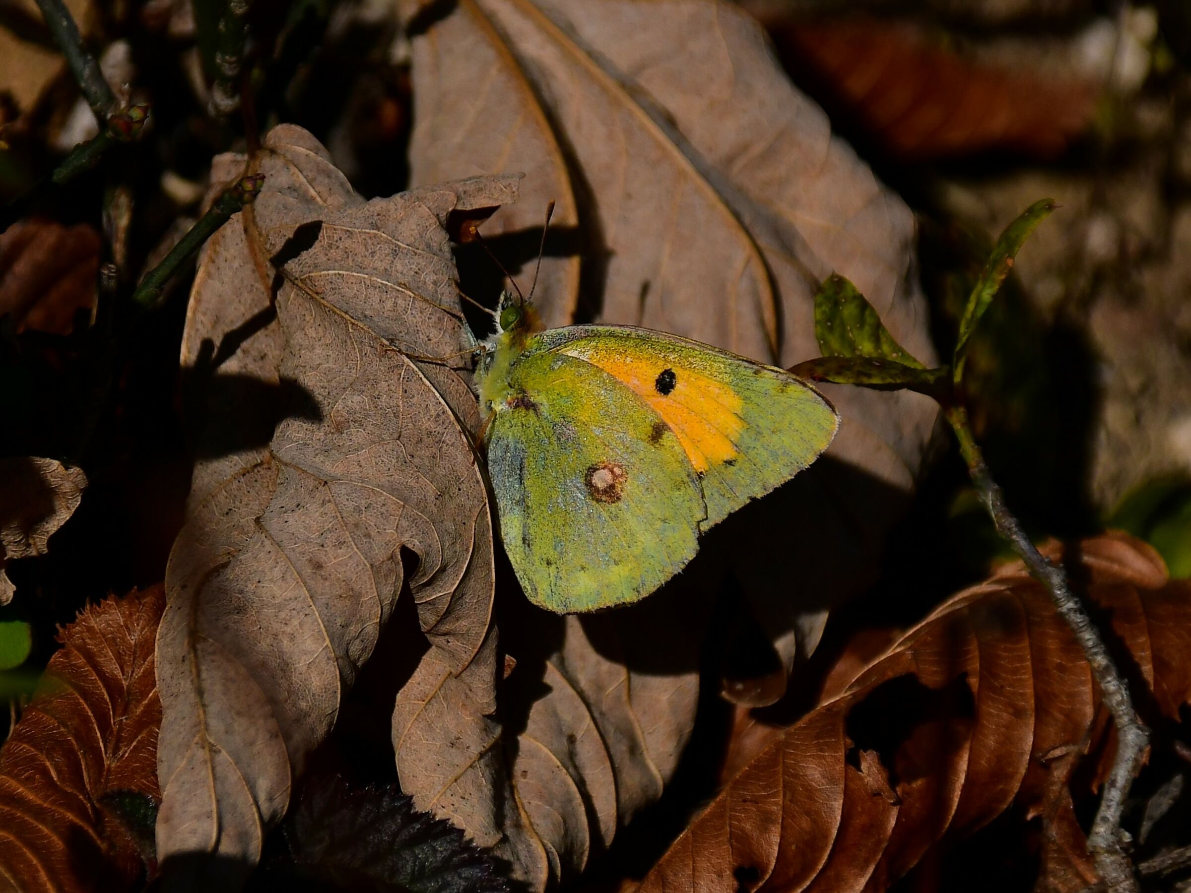 Colias croceus