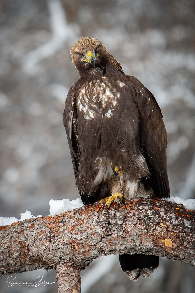 Aquila Reale
