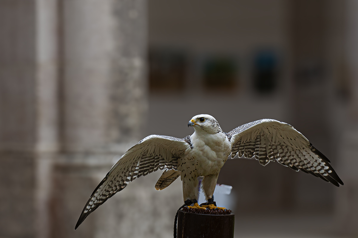 Bird of prey in captivity