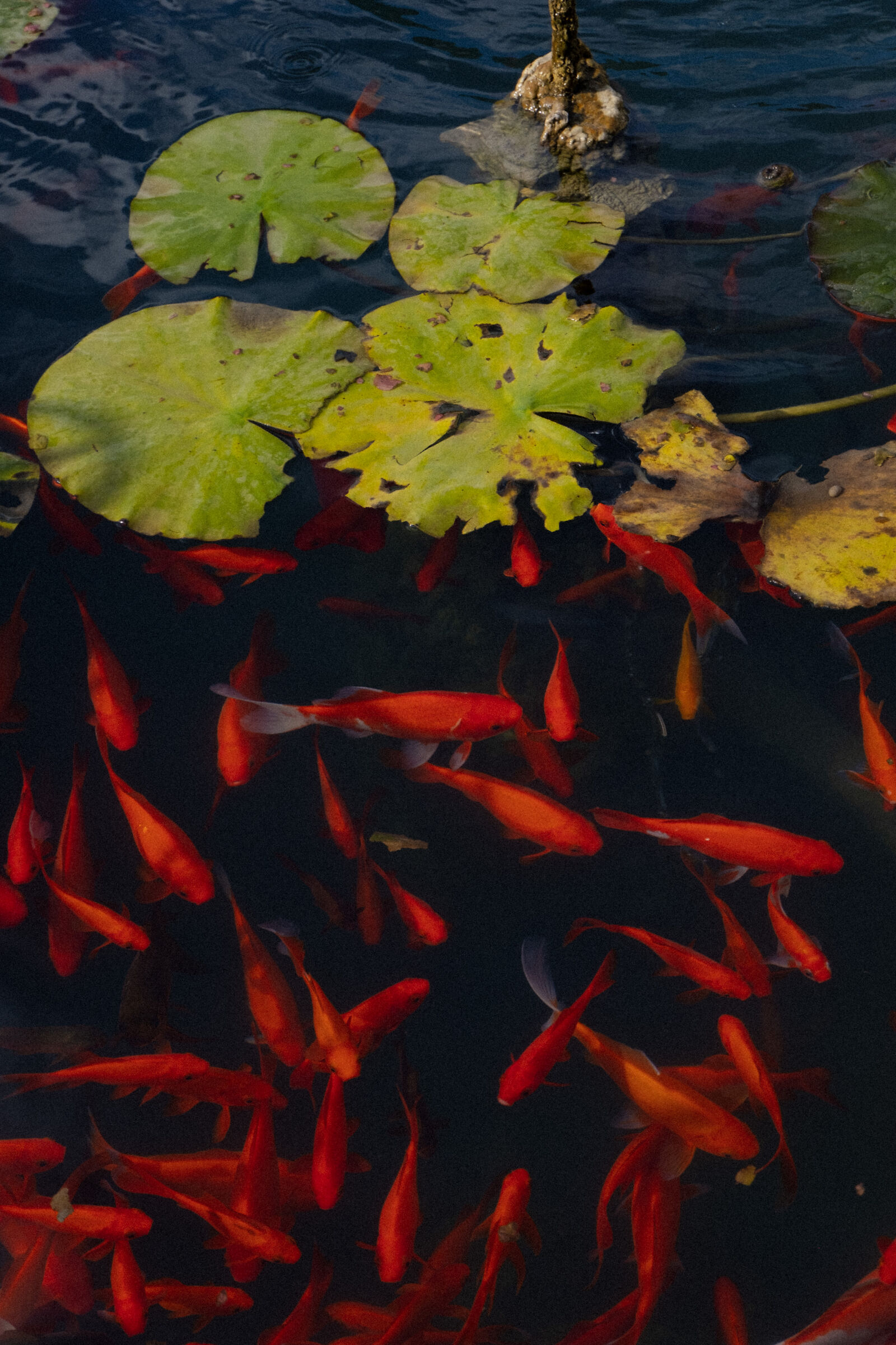Acquario senza vetri