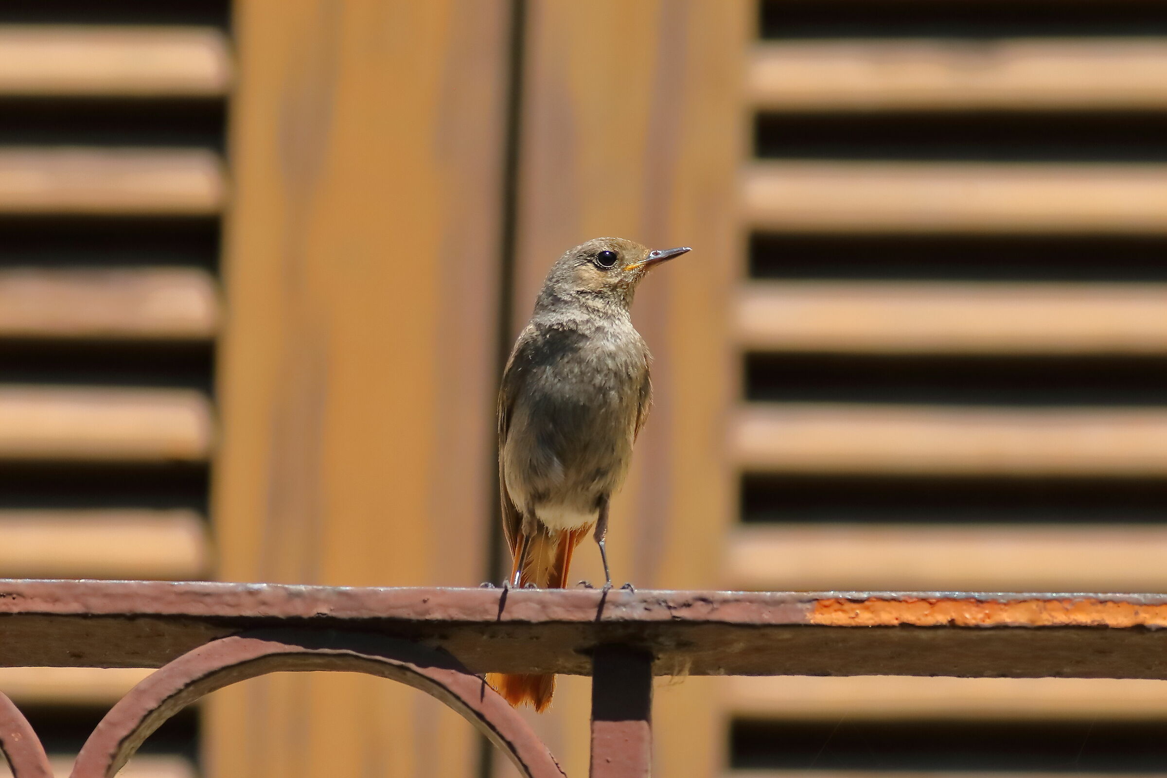 Redstart 07-07-2023