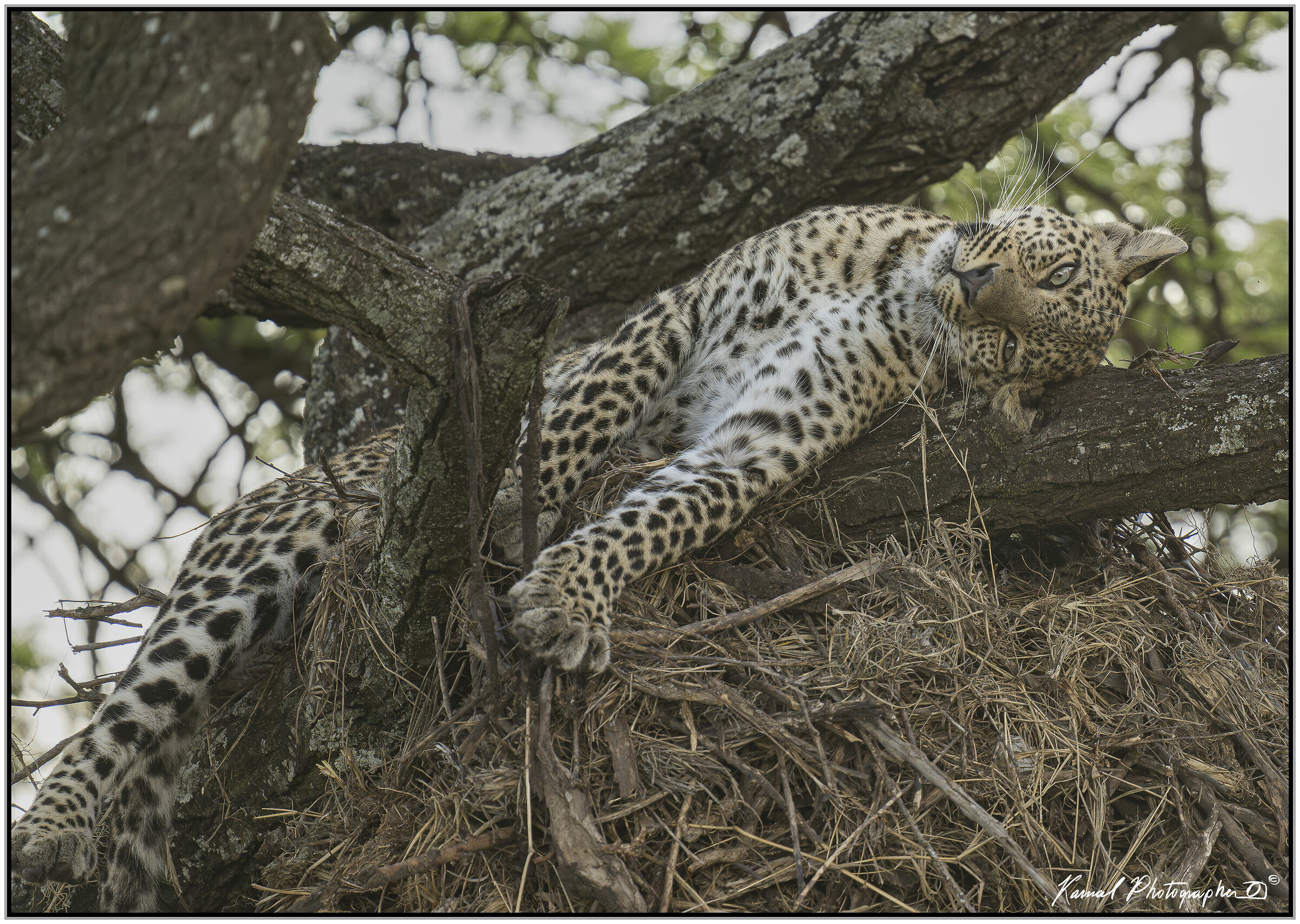 Leopardo(Panthera pardus)