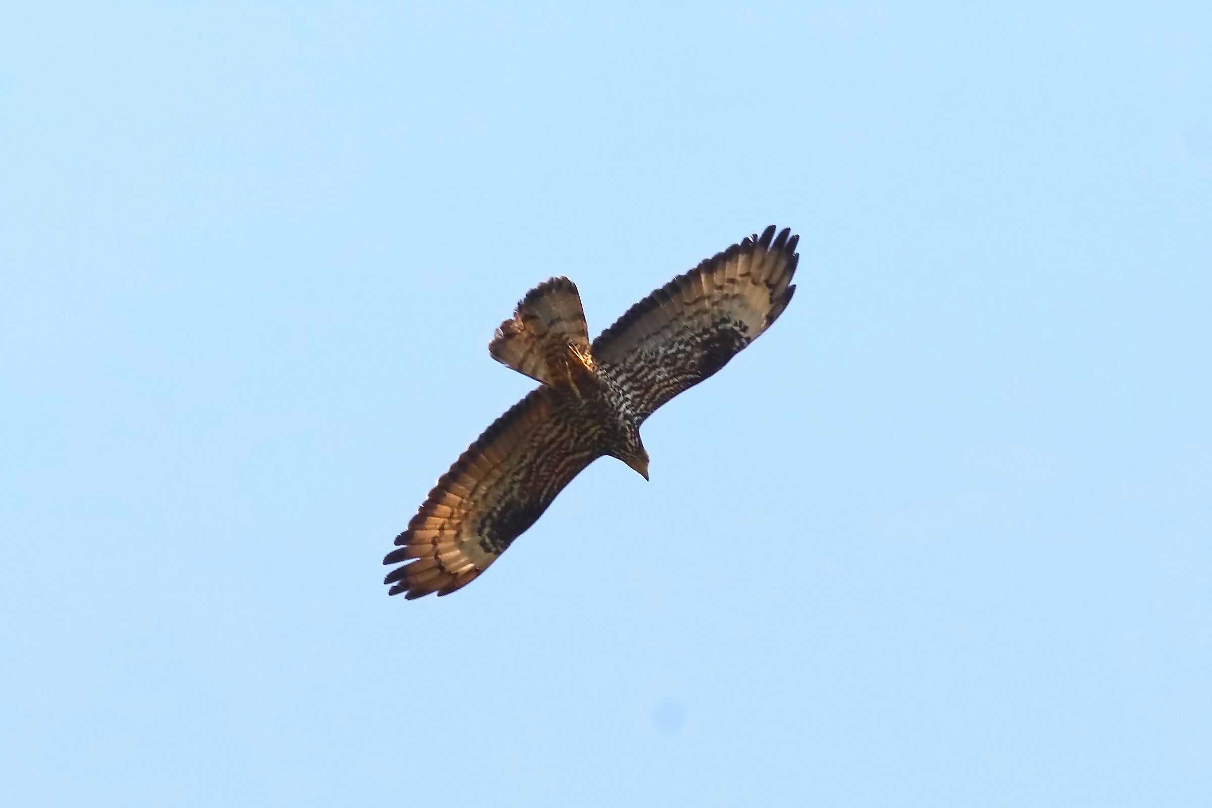 Honey buzzard 11-07-2023
