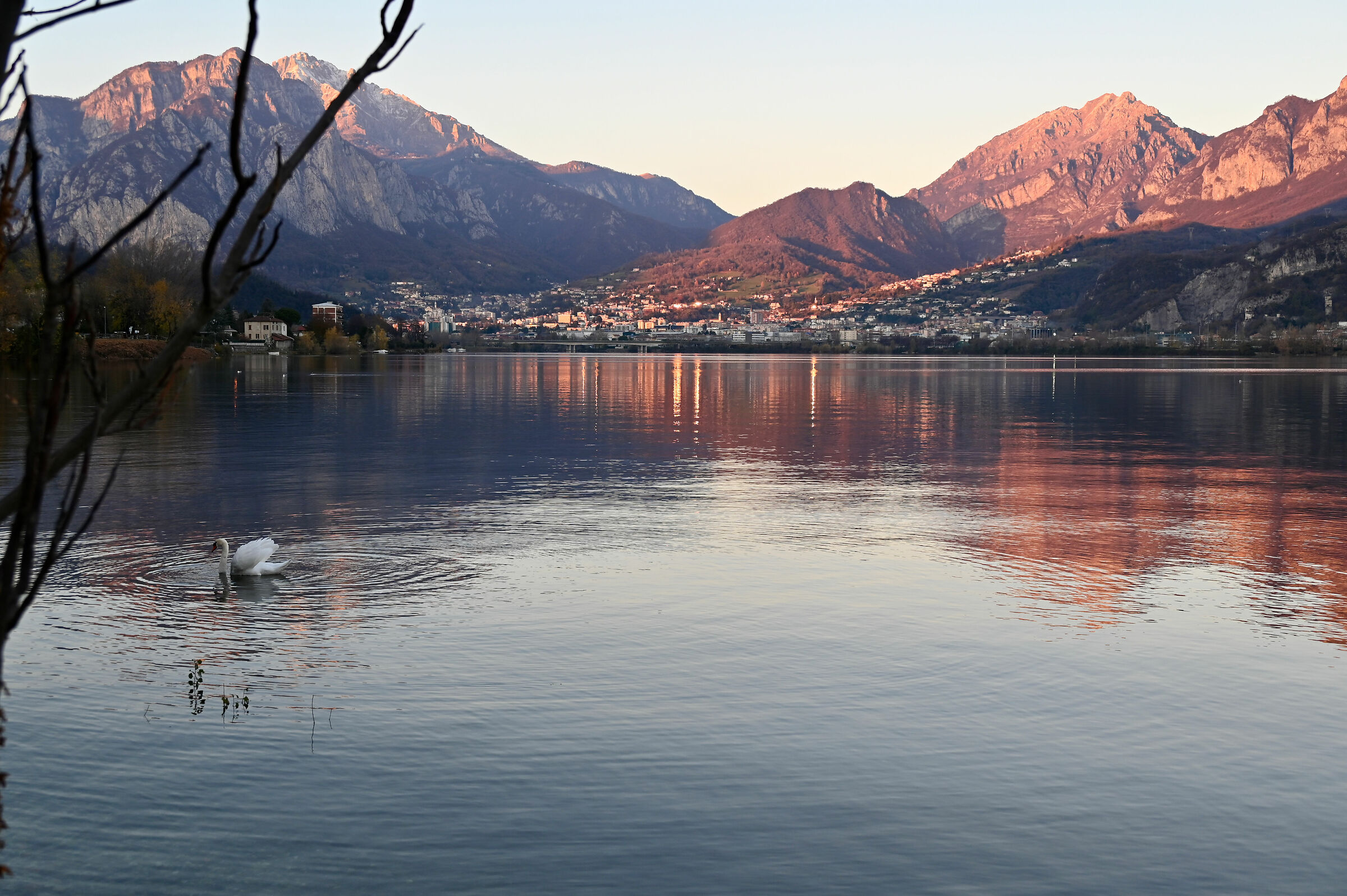 Lago di Garlate, tramonto con cigno