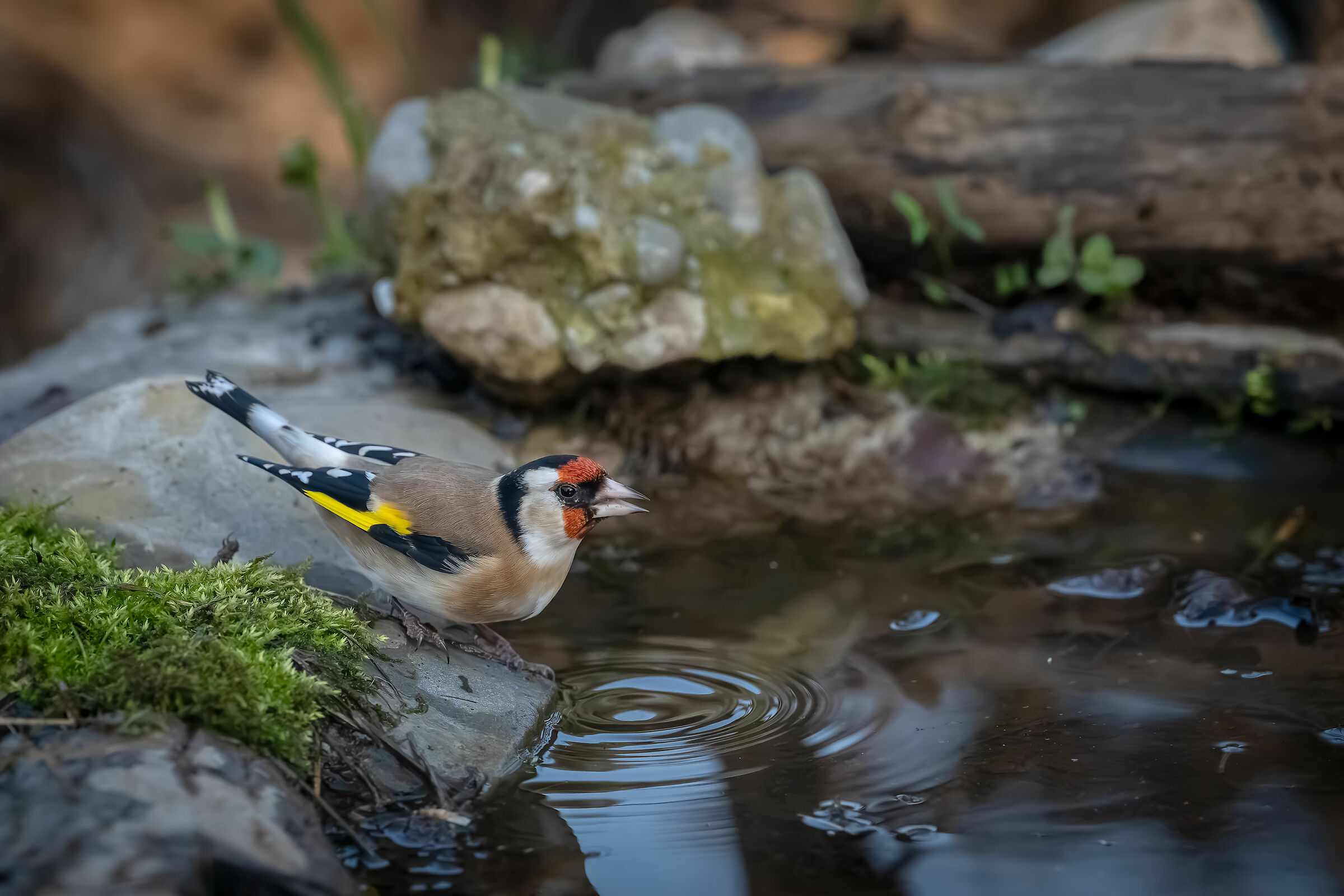 Goldfinch #capannocora