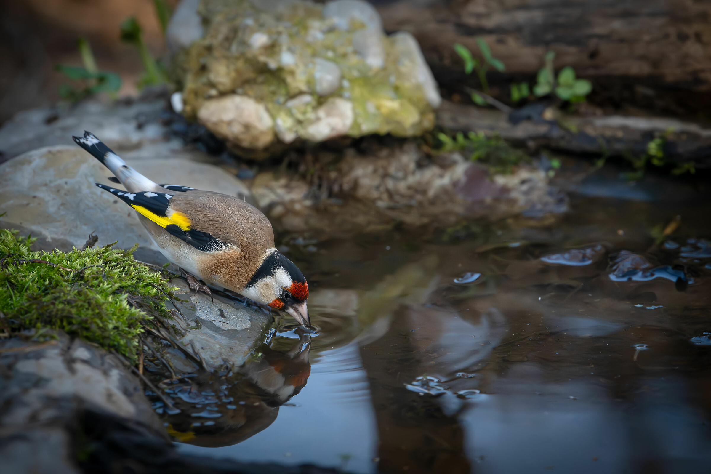 Goldfinch #capannocora